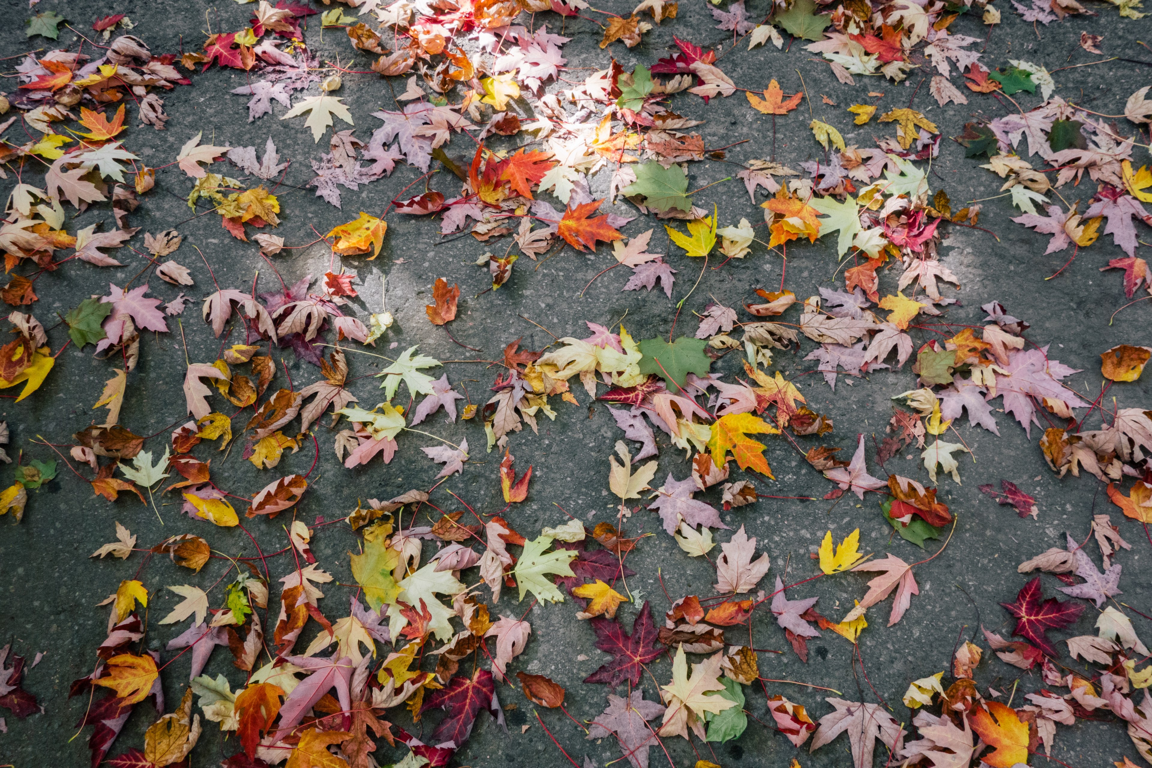 leaf maple autumn and fall 4k, HD Wallpaper