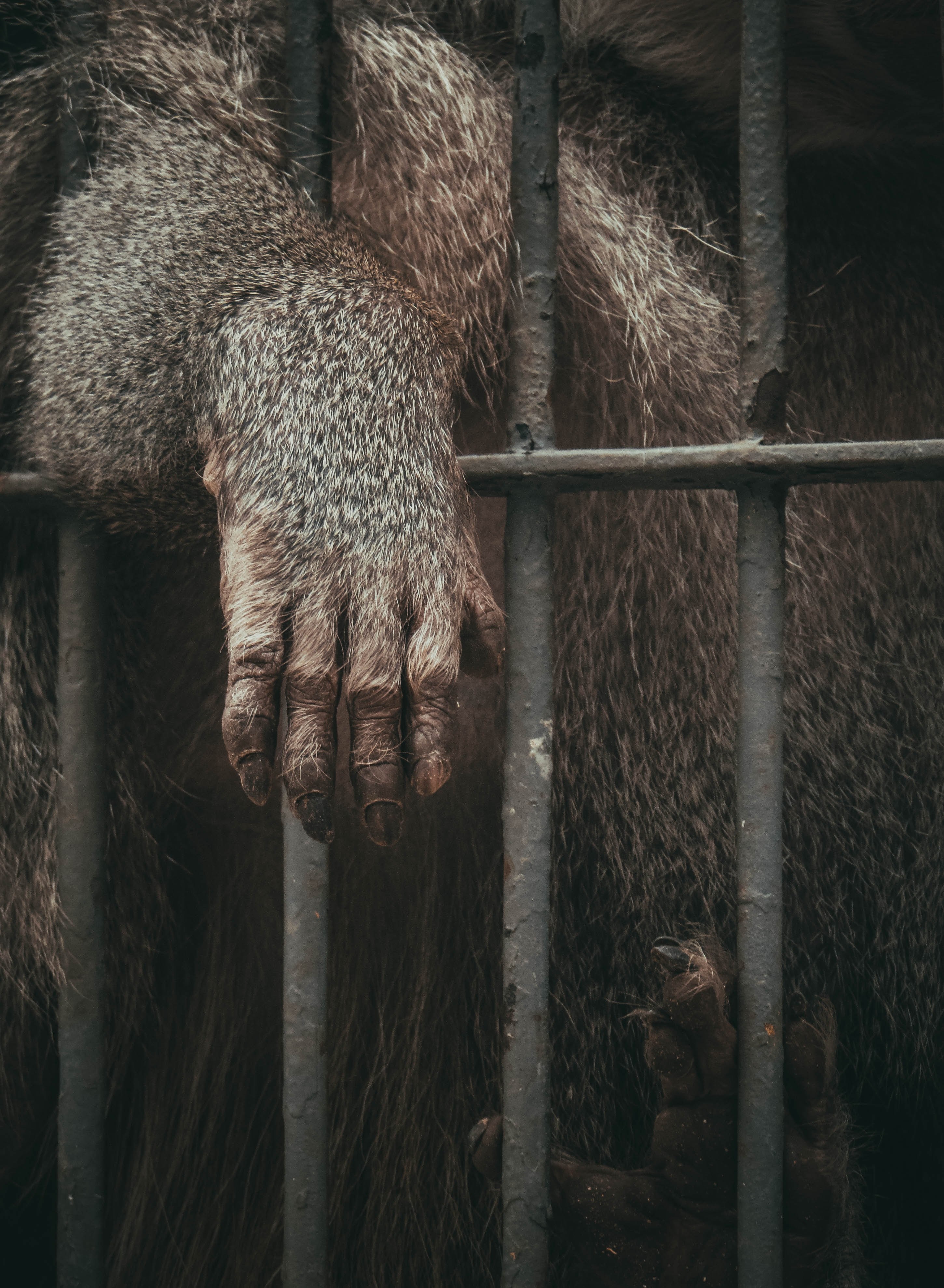 fur zoo cage and bar hd, 4k, Phone HD Wallpaper