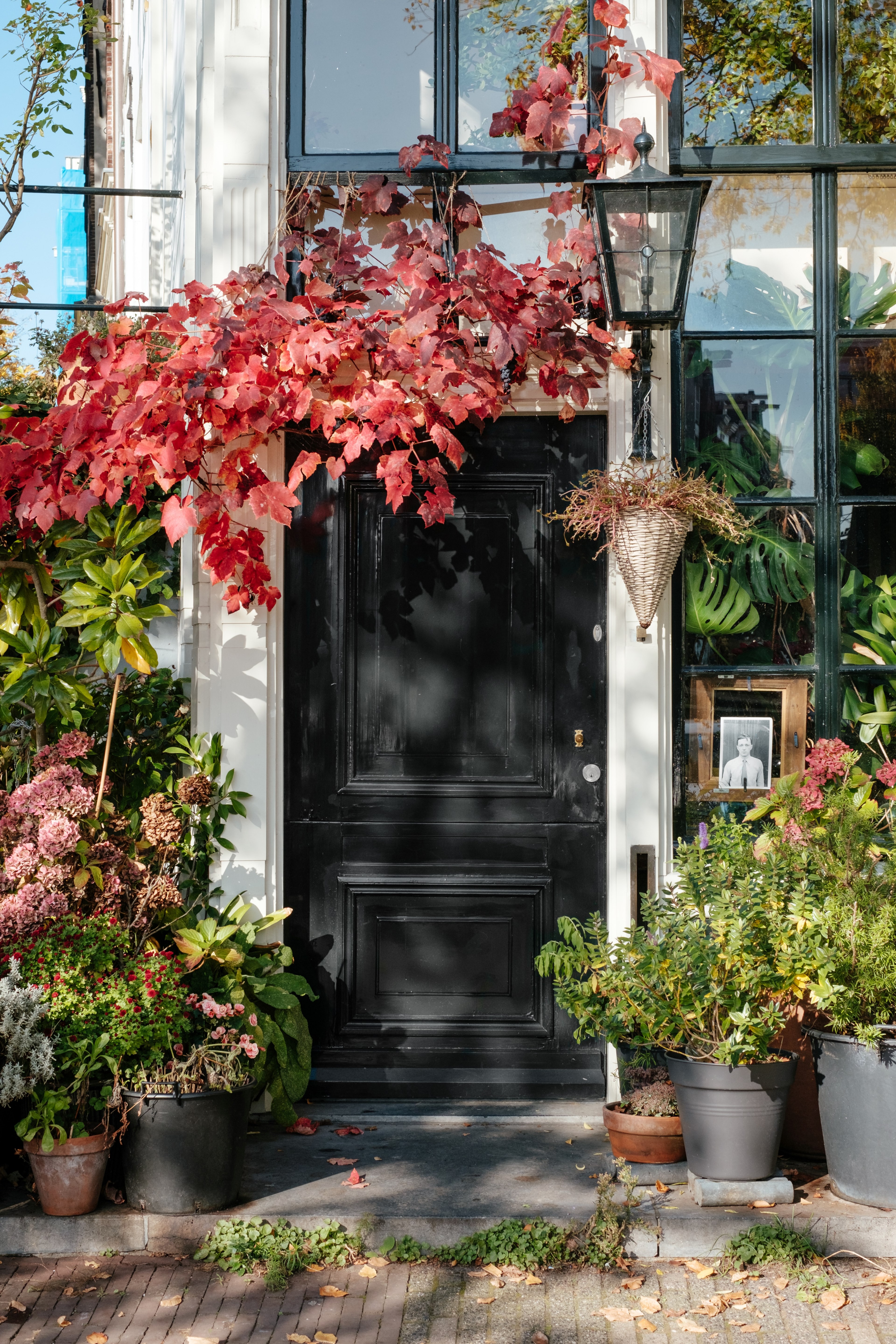 beautiful red leaves and plants surrounding a black door, _plants near black door 4k, Phone HD Wallpaper