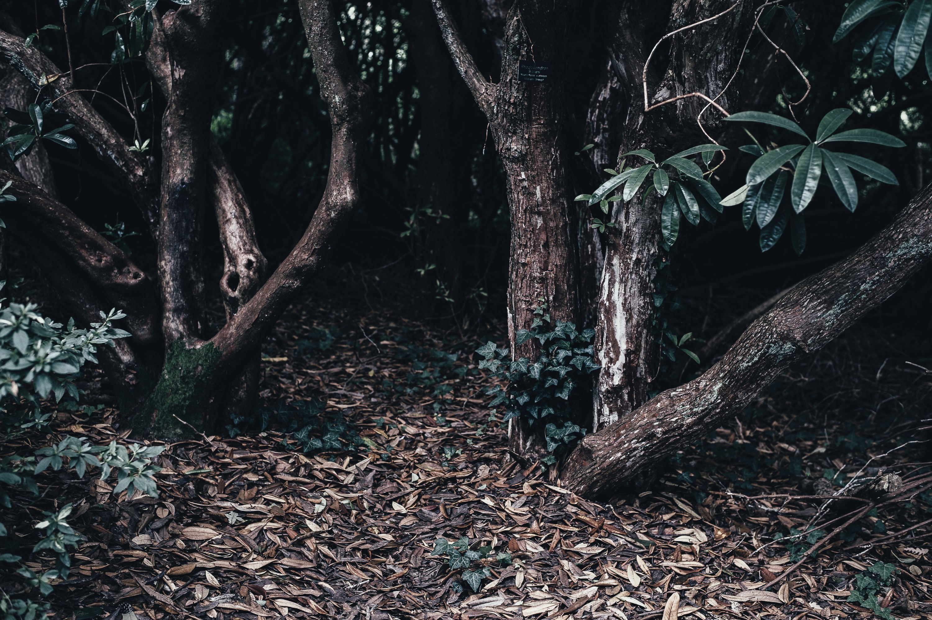 gnarled trees covered with ivy on a carpet of autumn leaves, gnarled forest trees 4k, HD Wallpaper