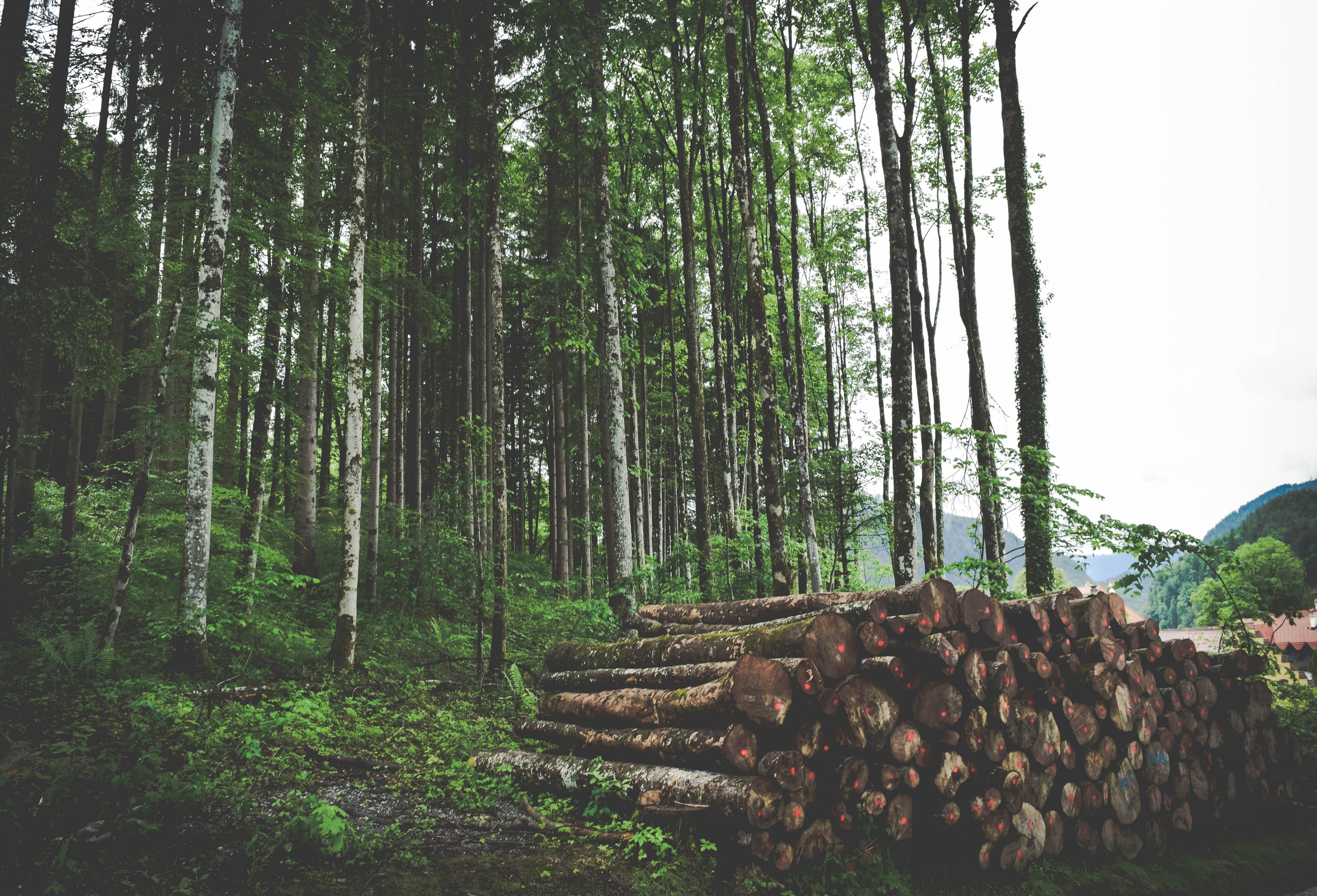 a pile of logs marked with red dots at the edge of a forest, log pile by the woods 4k, HD Wallpaper
