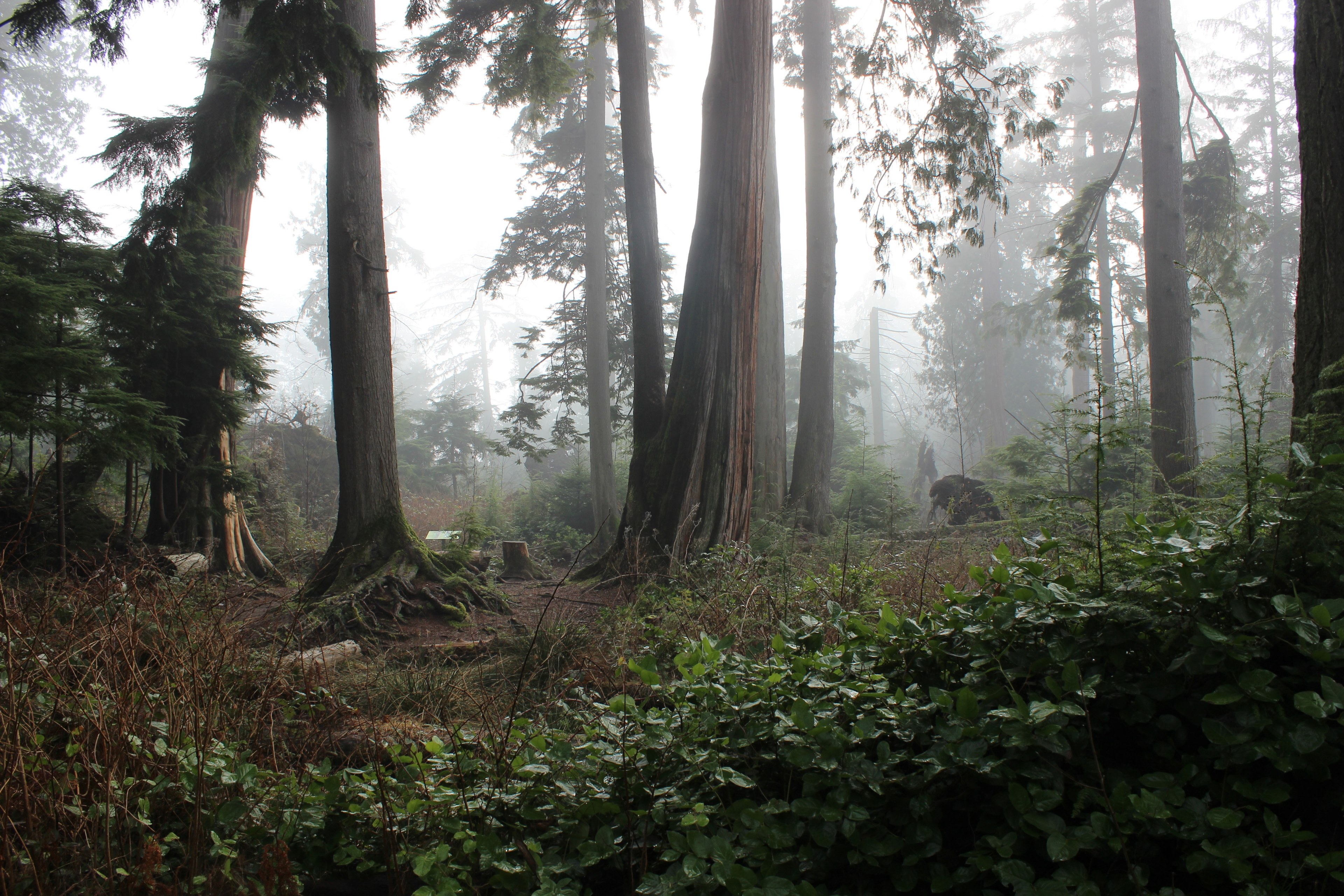 a number of mighty trees on a foggy day in stanley park, large trees in fog 4k, HD Wallpaper