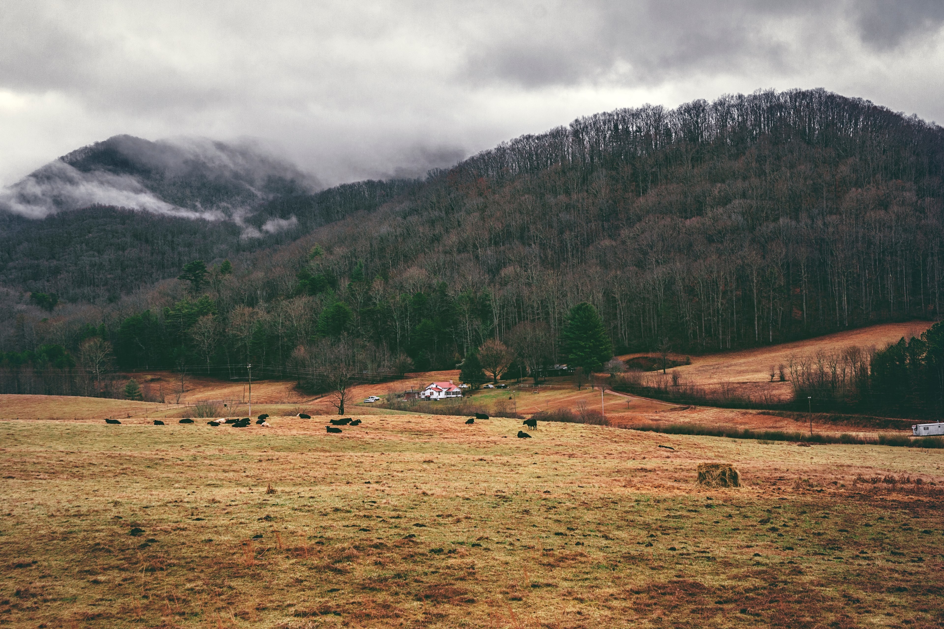 cattle grazing on a grassy slope in blue ridge mountains, 30 hours 4k, HD Wallpaper