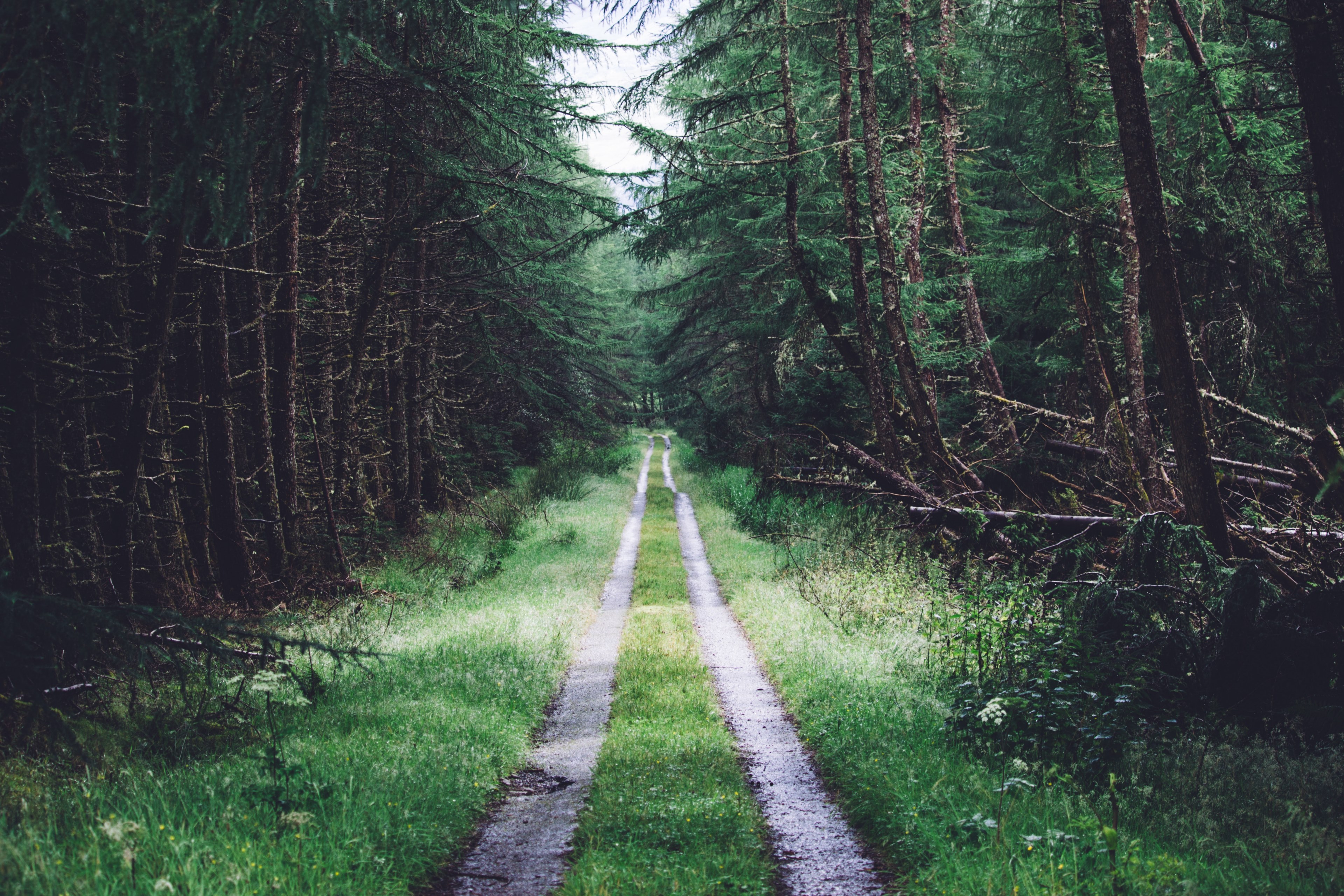 a path through a fir forest in spean bridge, forest path in scotland 4k, HD Wallpaper