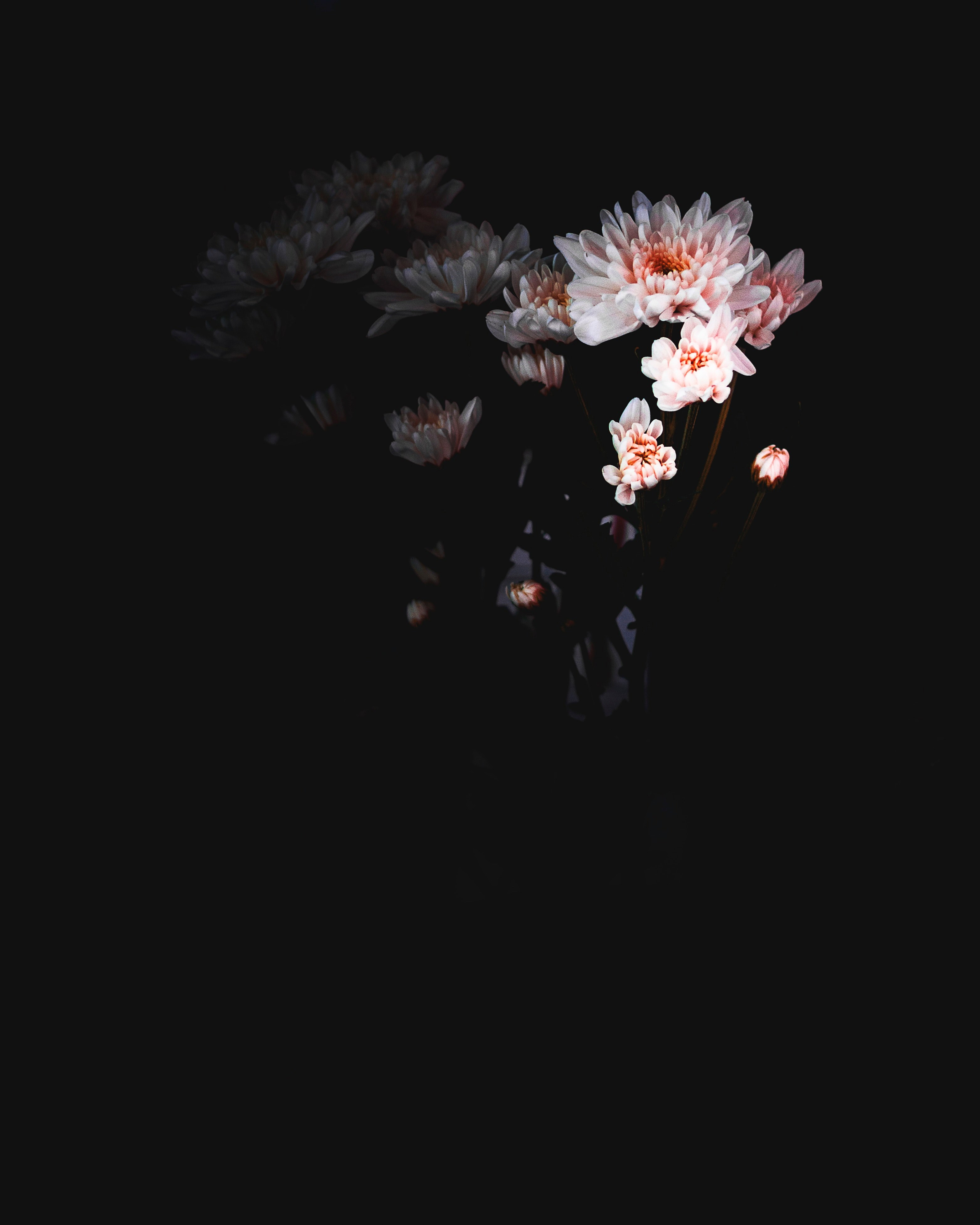 white flowers with a dark background, _white flowers dark background 4k, Phone HD Wallpaper