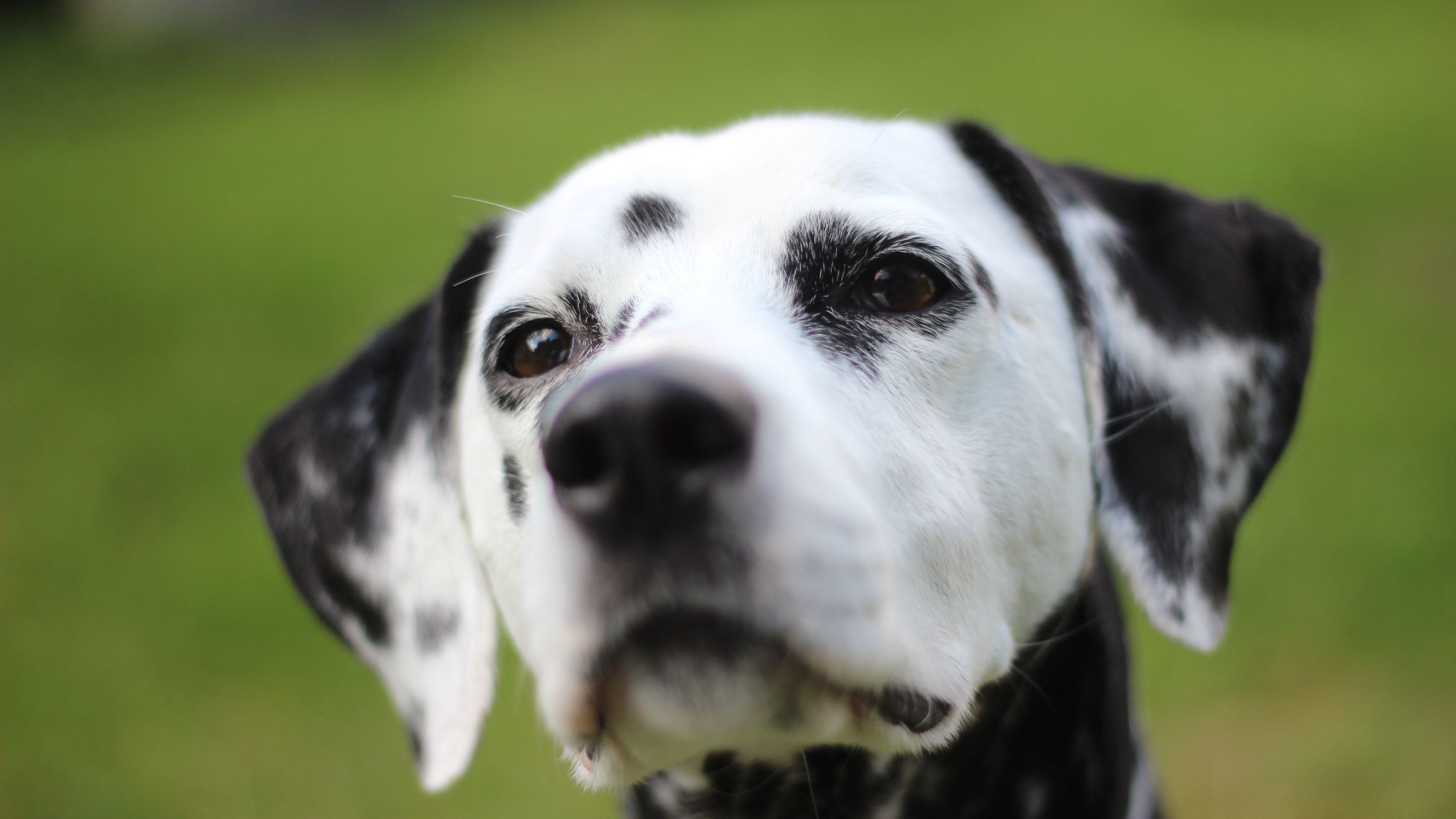 dalmatian, dog, muzzle, spotted, 4k, HD Wallpaper