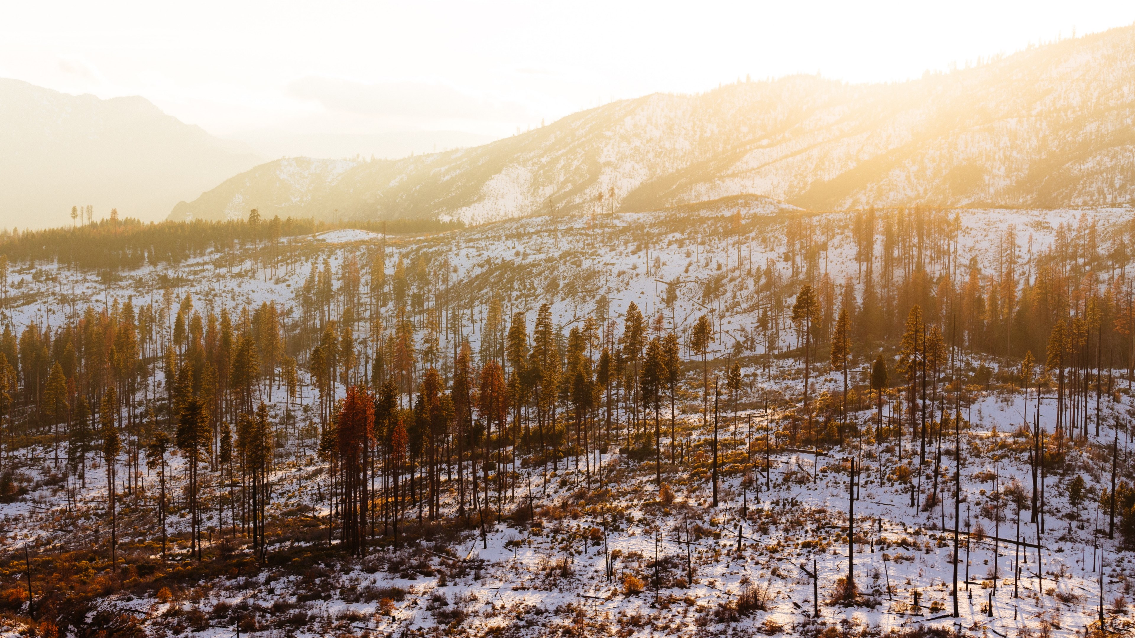 sun gleams through the snowy forest of yosemite national park in california, a sunny winter day in yosemite national park 4k, HD Wallpaper