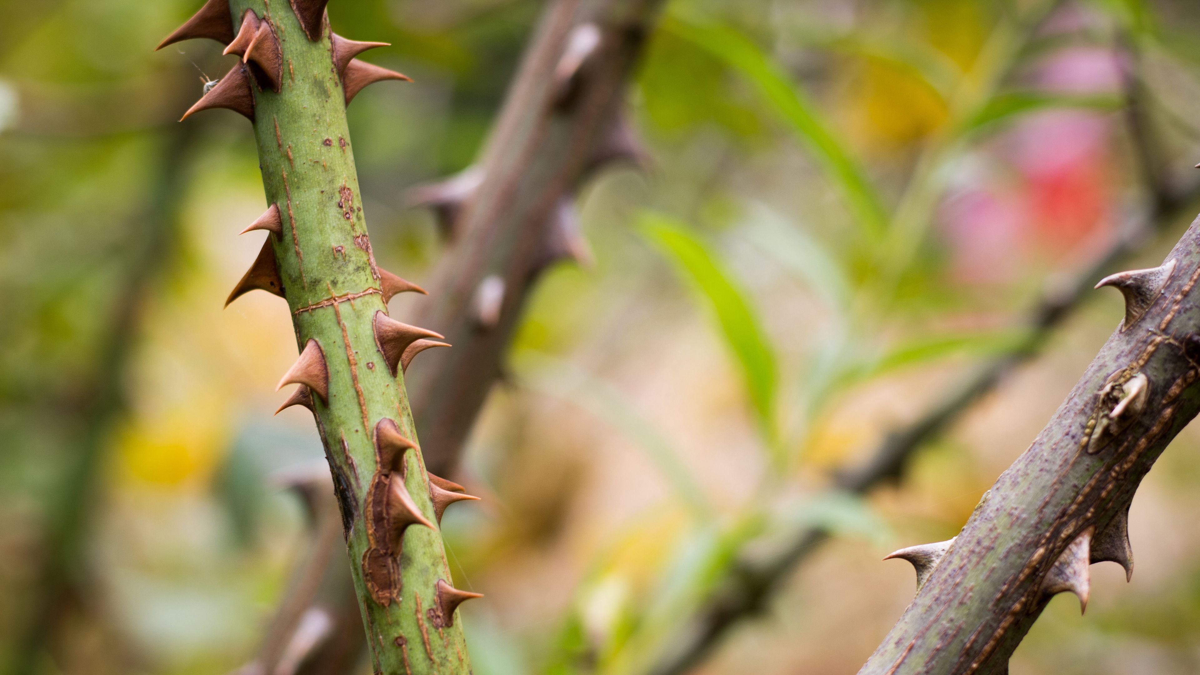 spikes, stem, bush, 4k, HD Wallpaper