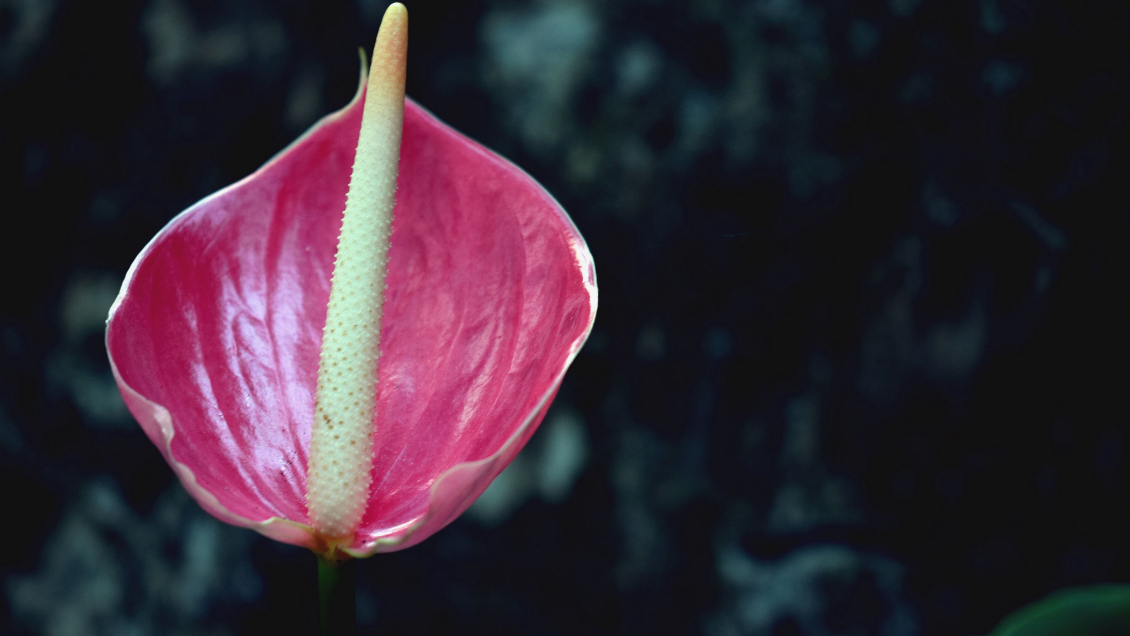 flower, pink, bud, 4k, HD Wallpaper