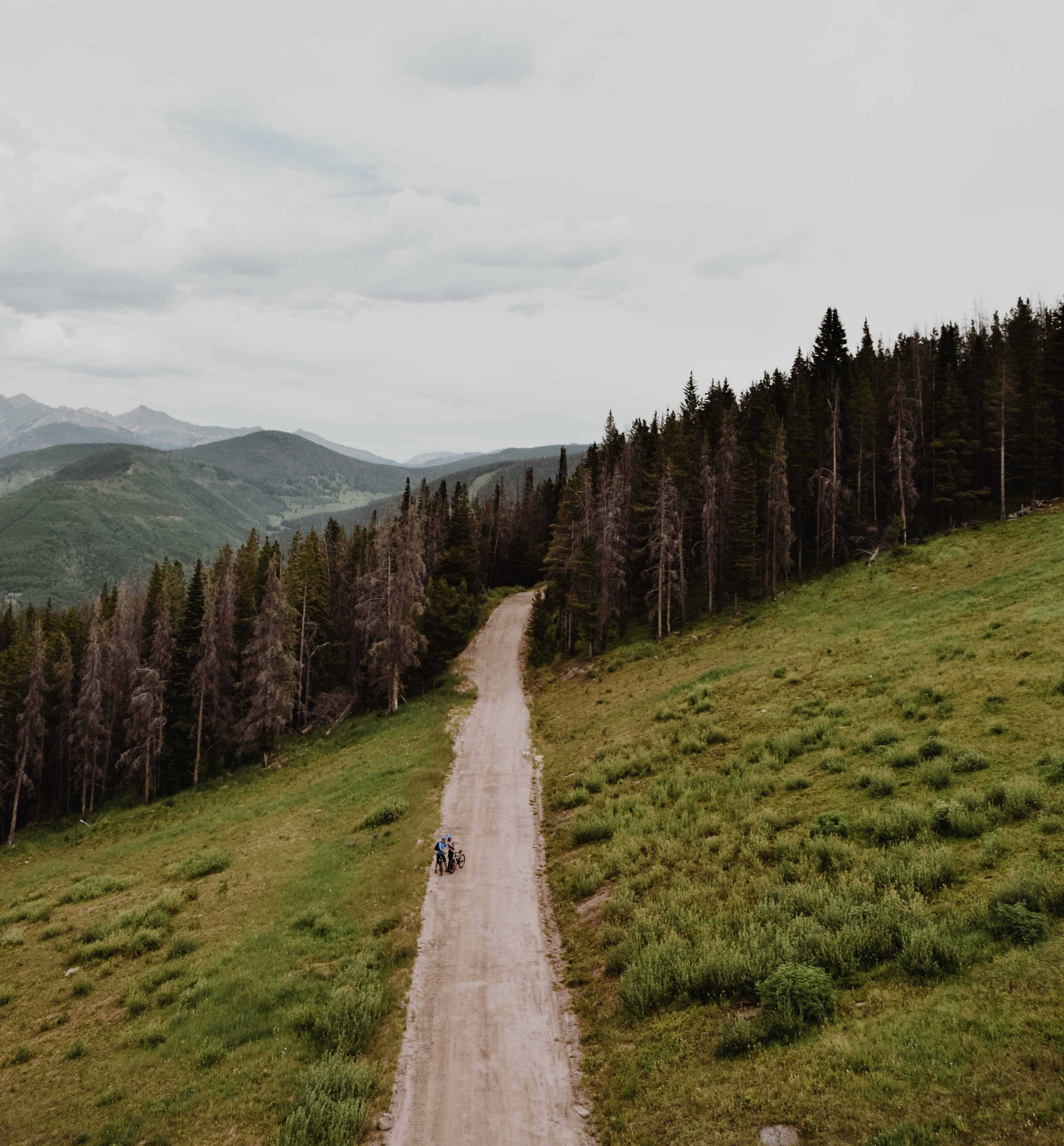 road track path and tree hd, 4k, Phone HD Wallpaper
