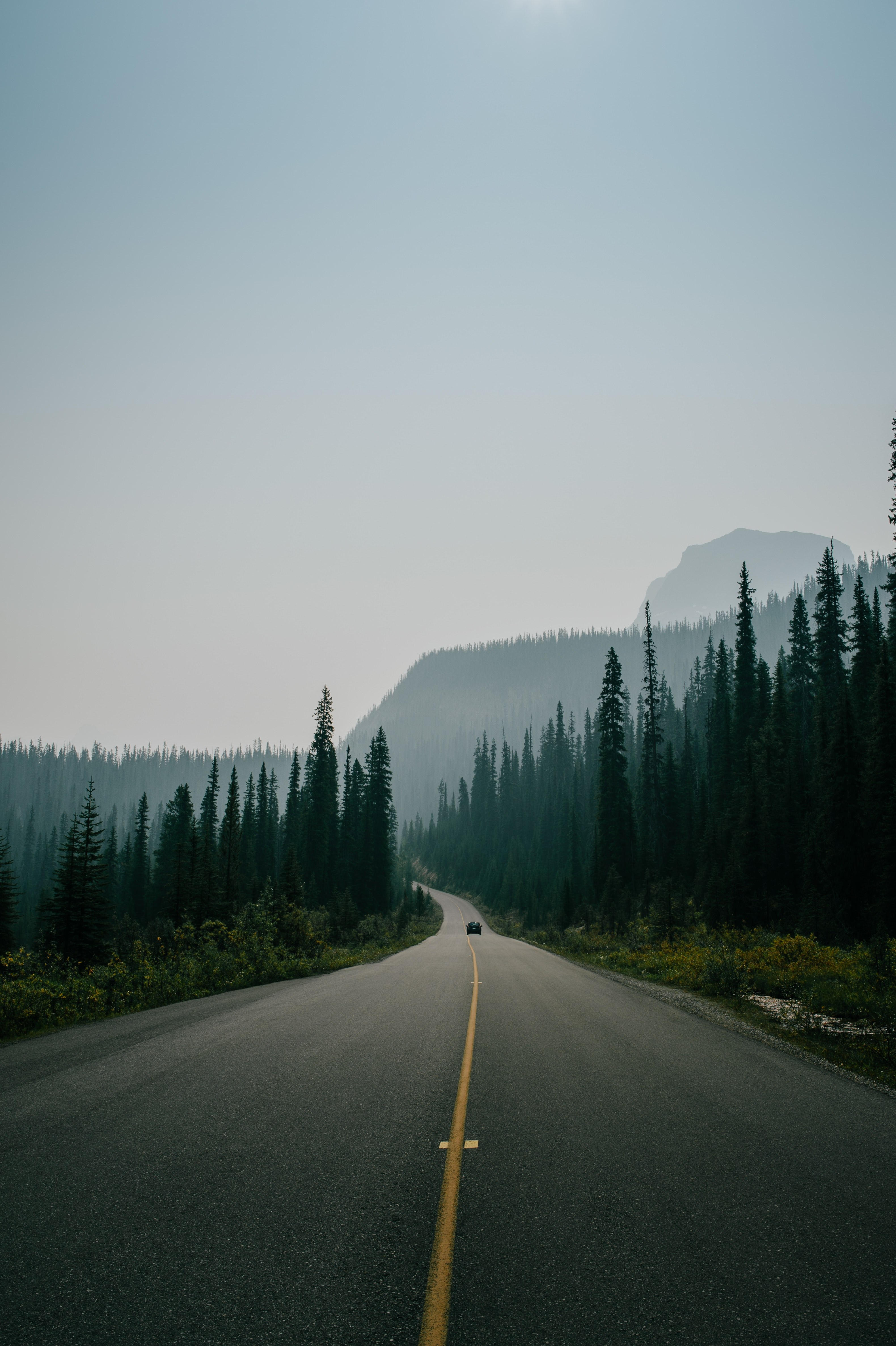 mountain tree forest and yellow line hd, 4k, Phone HD Wallpaper