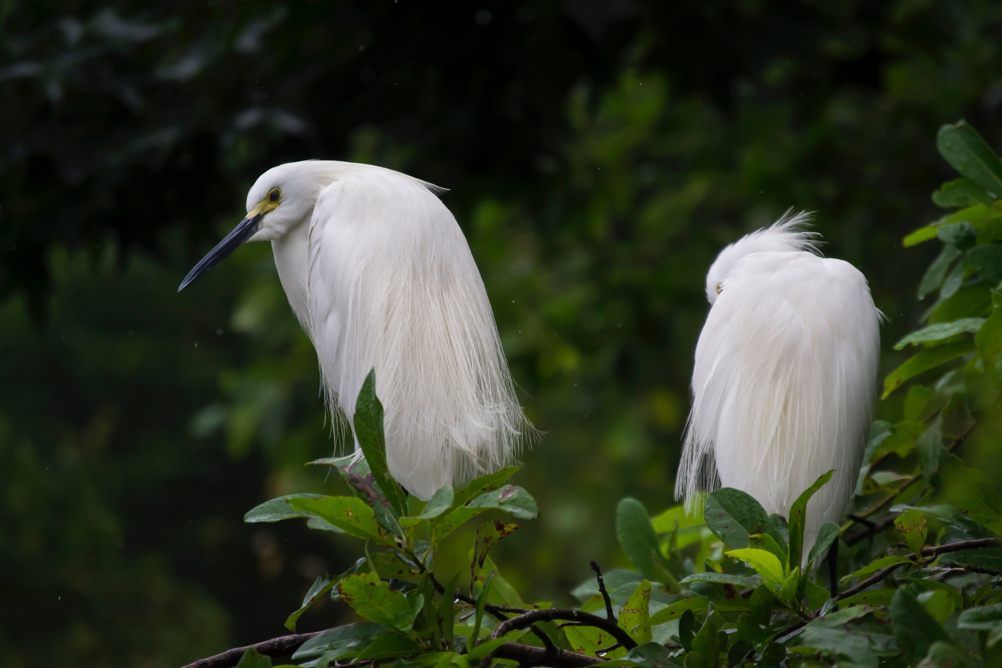 bird white egret and beak 4k, HD Wallpaper