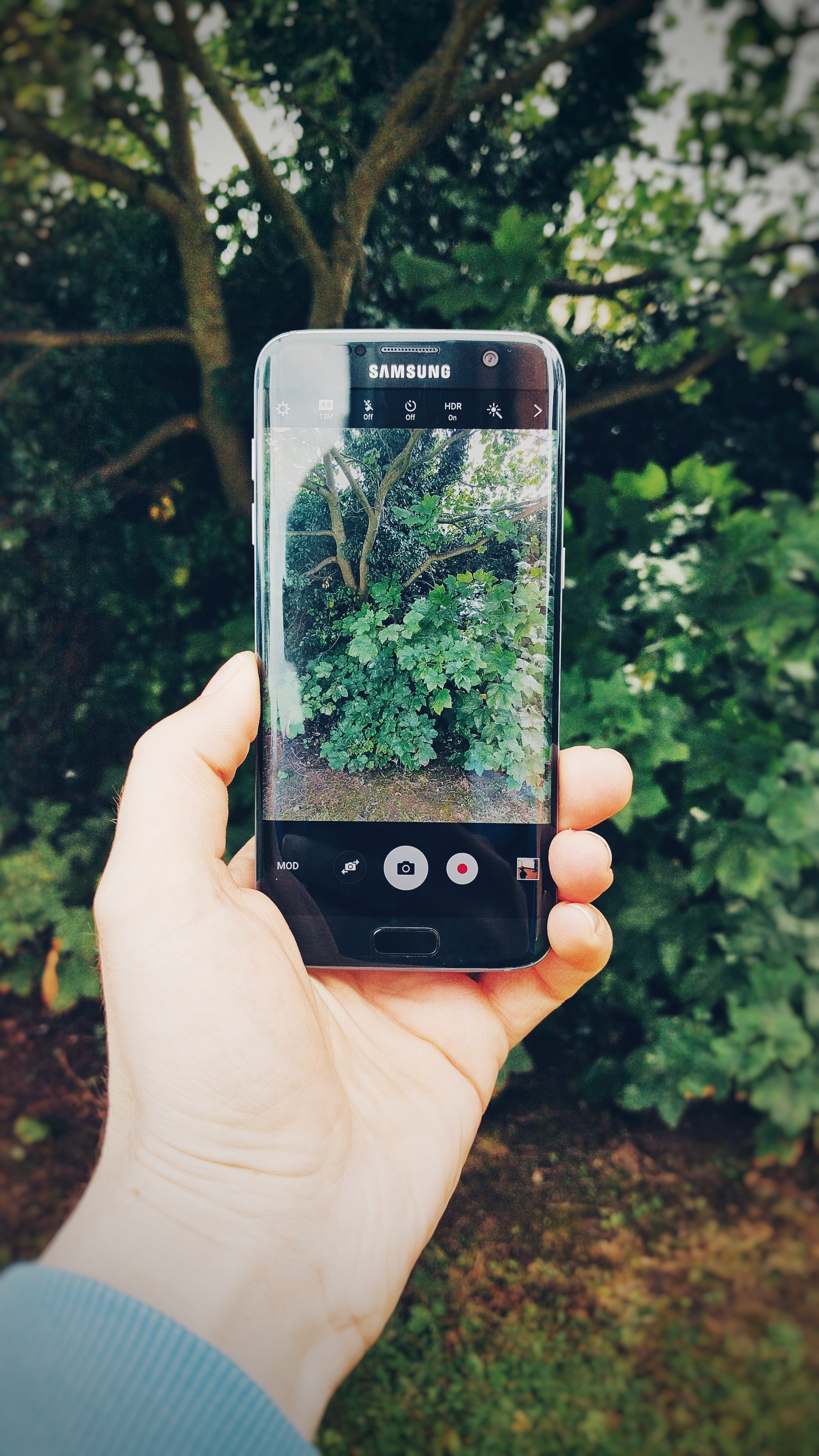 a person taking a picture of outdoor plants, _picture of plants 4k, Phone HD Wallpaper