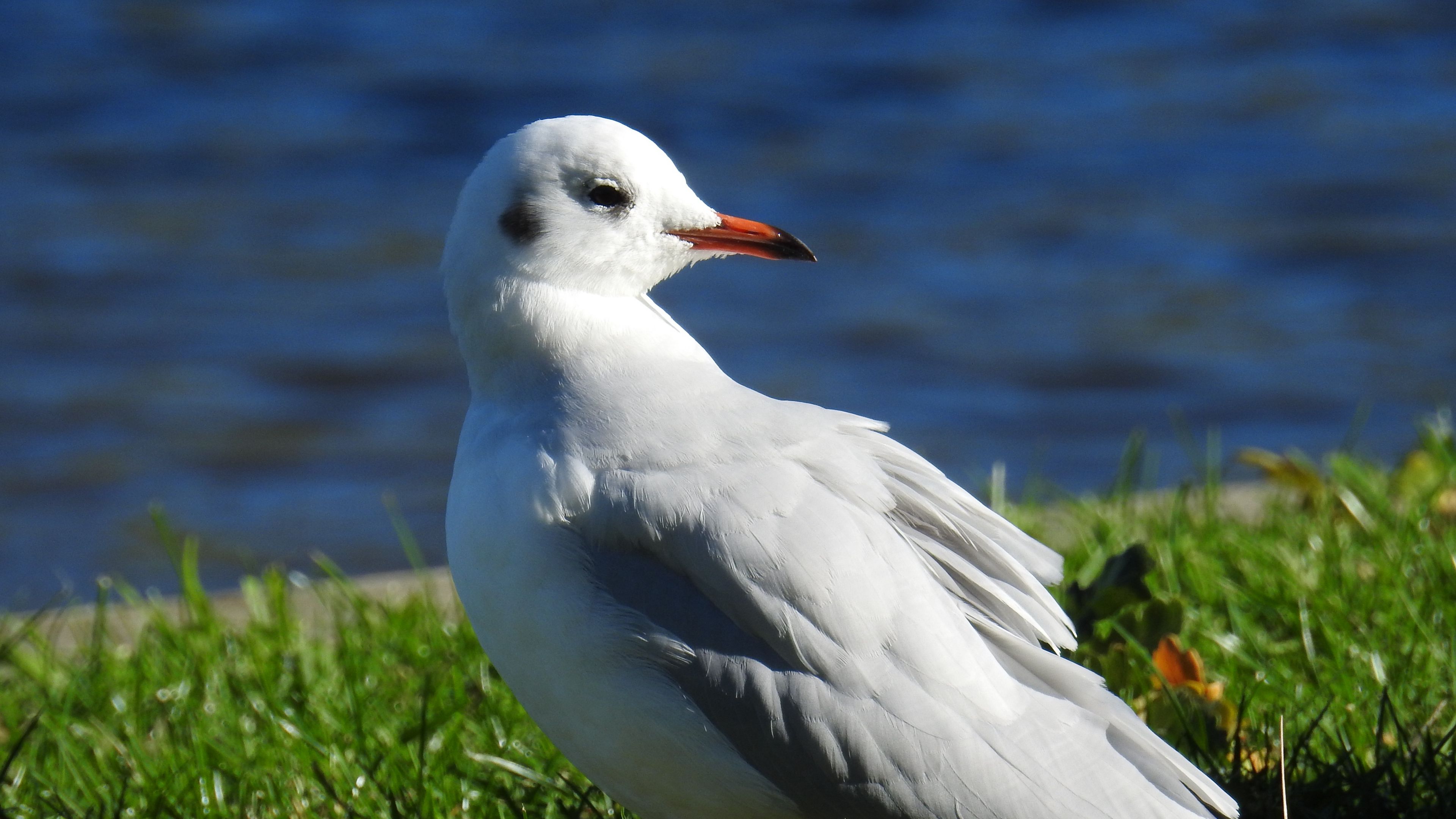 bird, beak, sea, 4k, HD Wallpaper