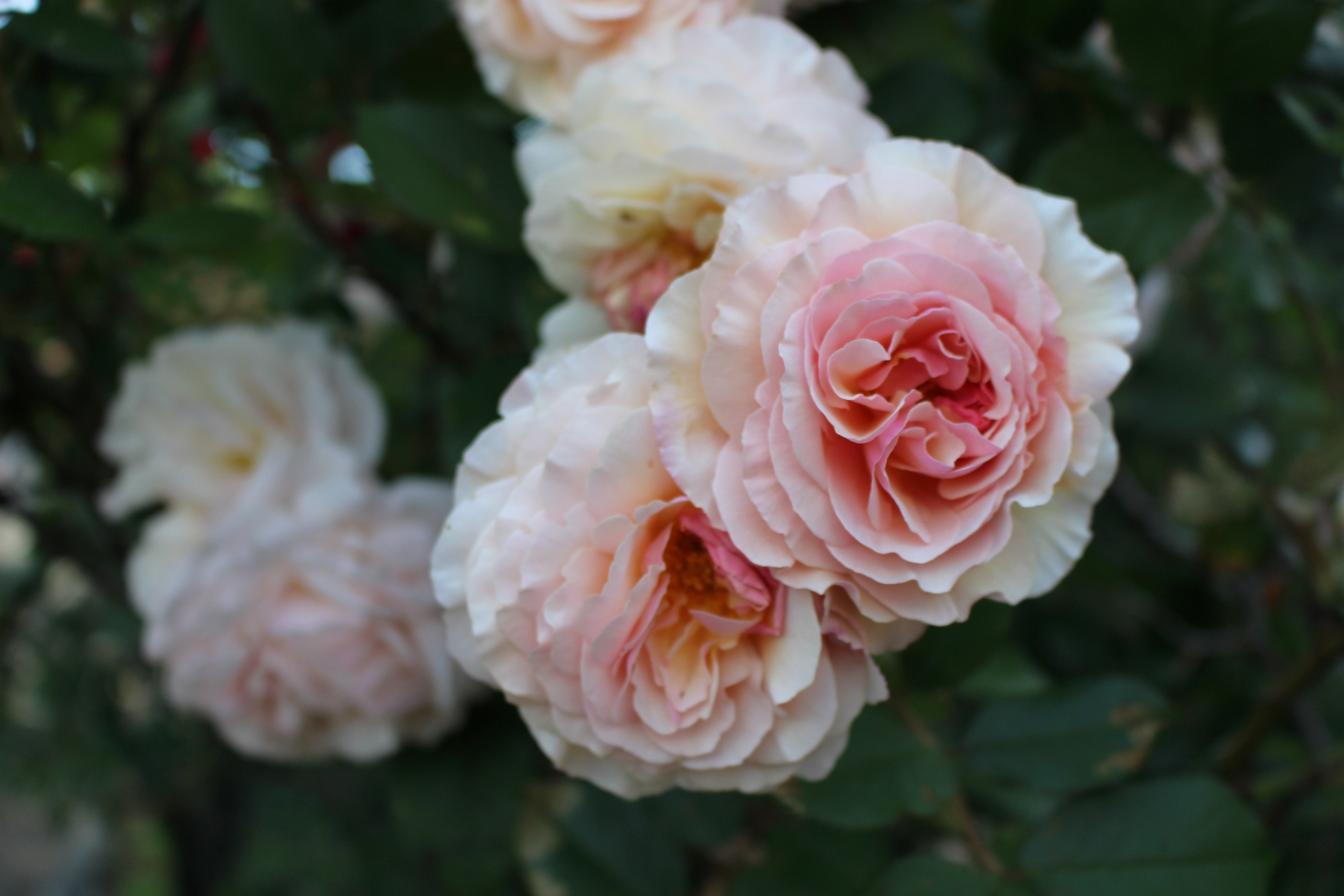 delicate white and pink roses bloom in a park, stop to smell the roses 4k, HD Wallpaper
