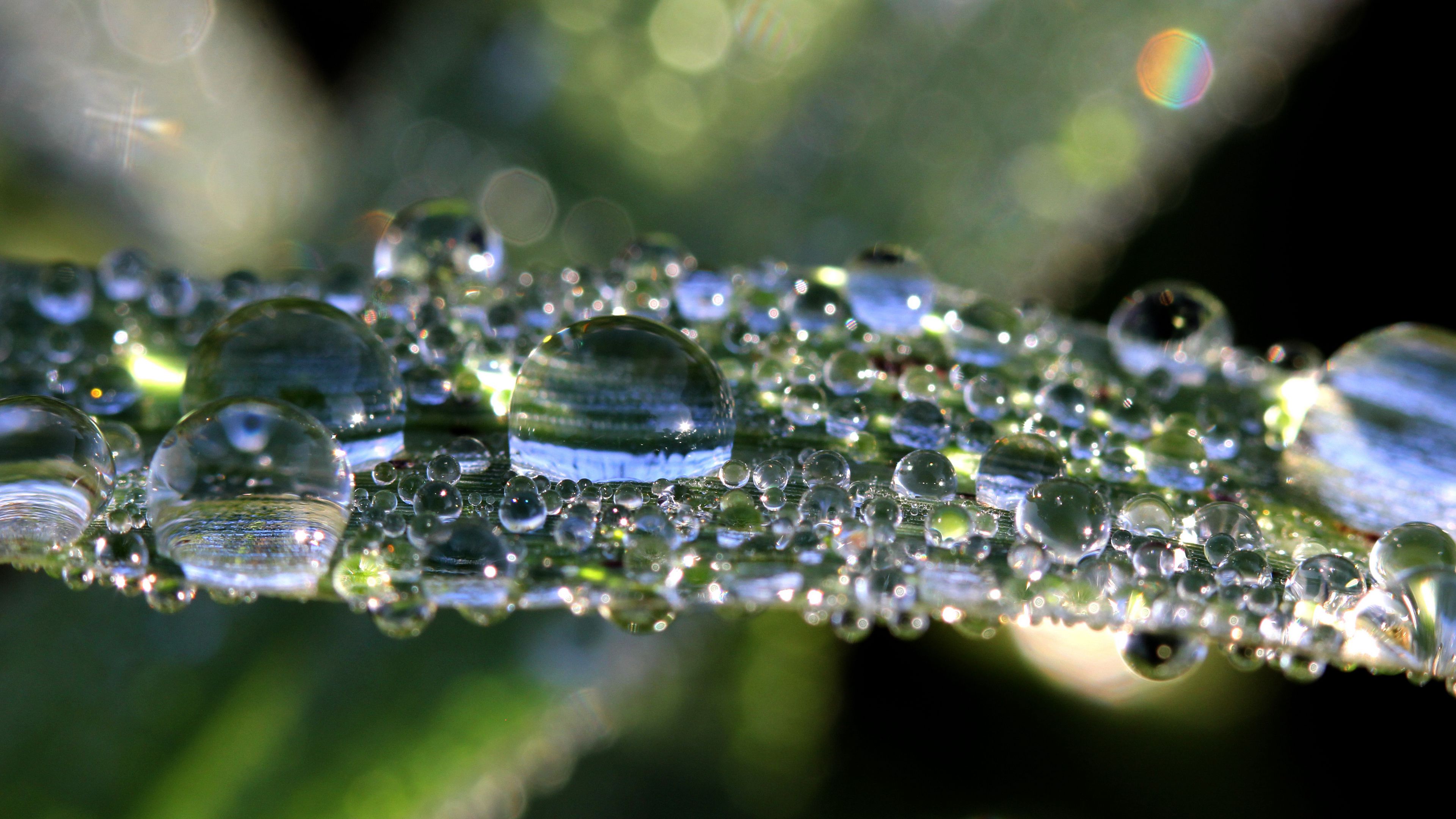 leaf, drops, macro, shine, 4k, HD Wallpaper