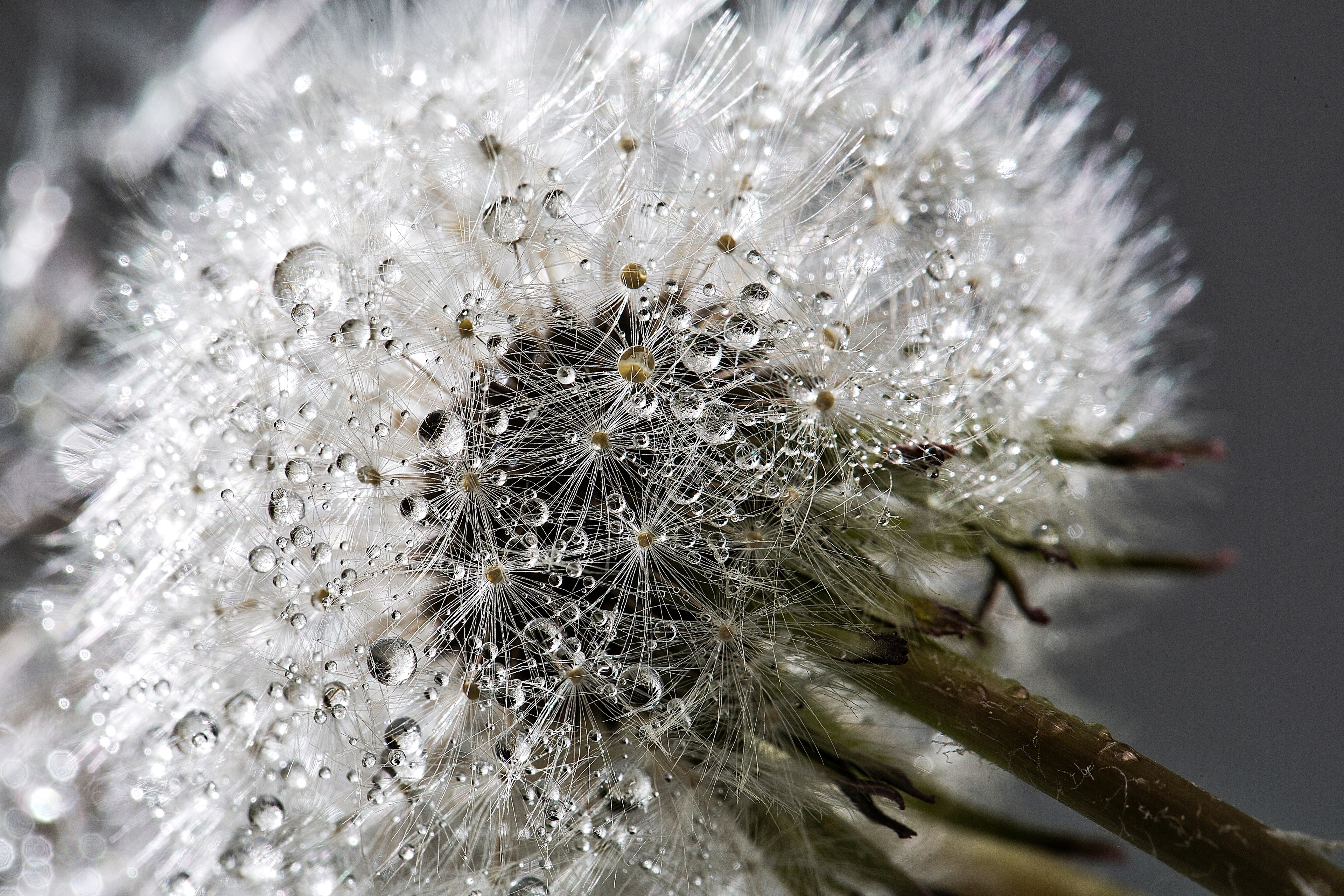 a macro shot of a wet flower, _light diamonds 4k, HD Wallpaper