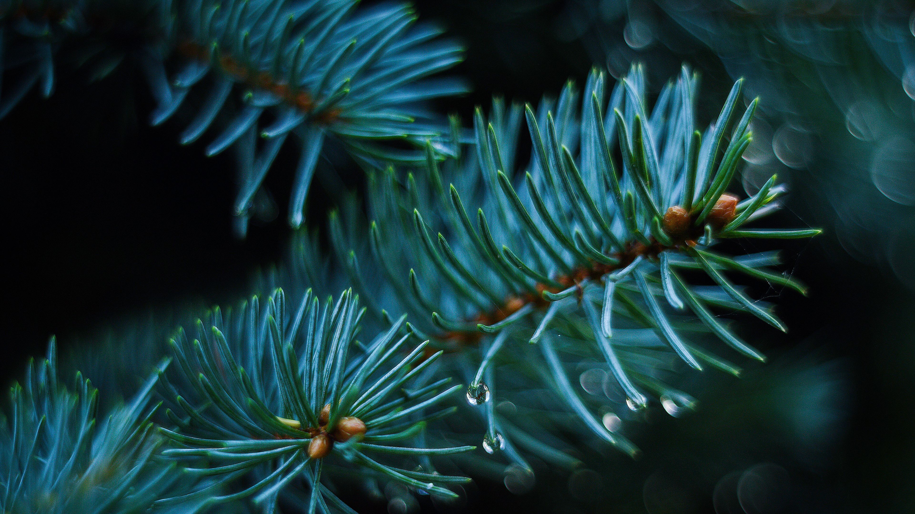 spruce, branch, thorns, blur, 4k, HD Wallpaper