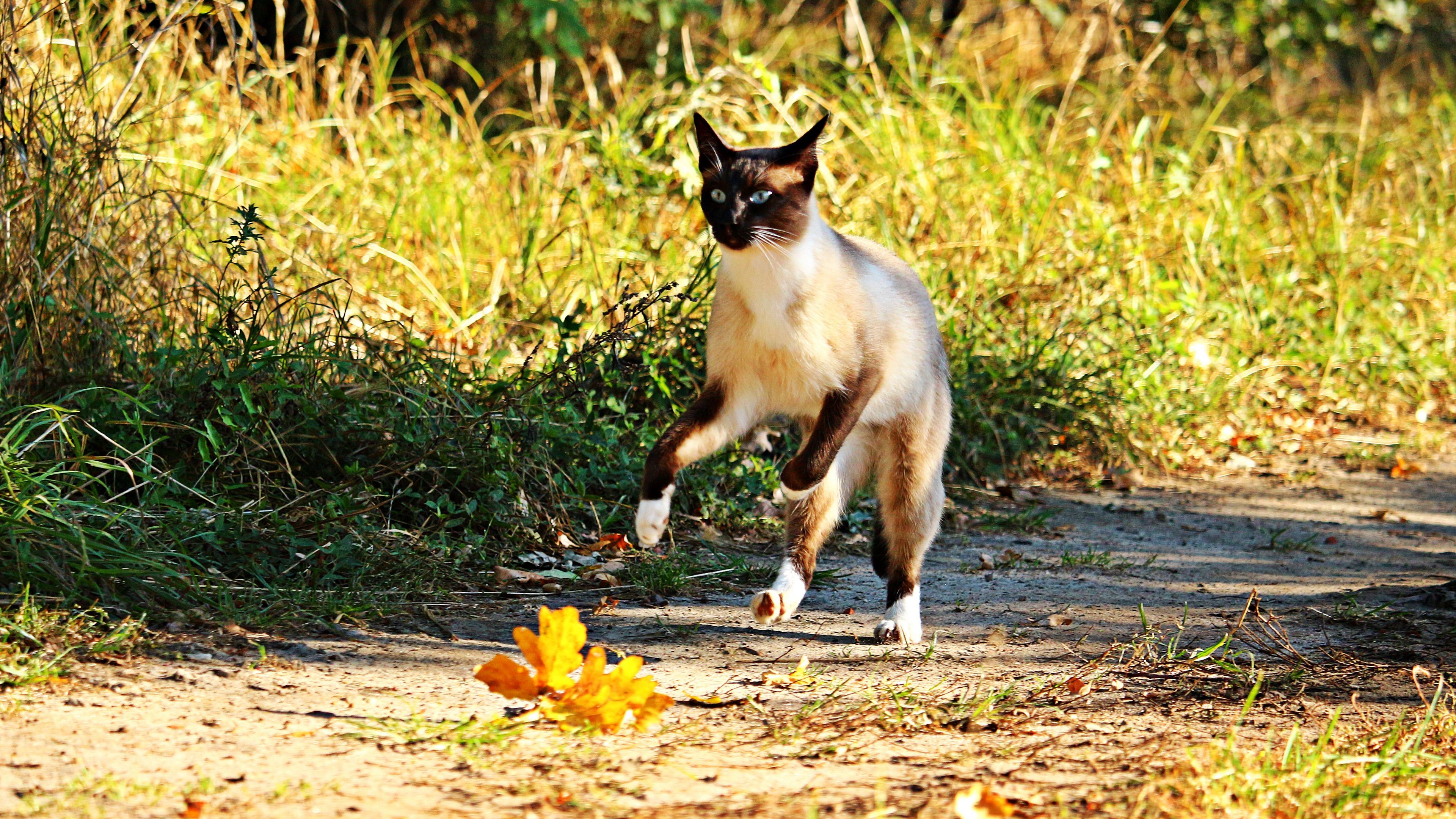 cat, jump, grass, run, 4k, HD Wallpaper