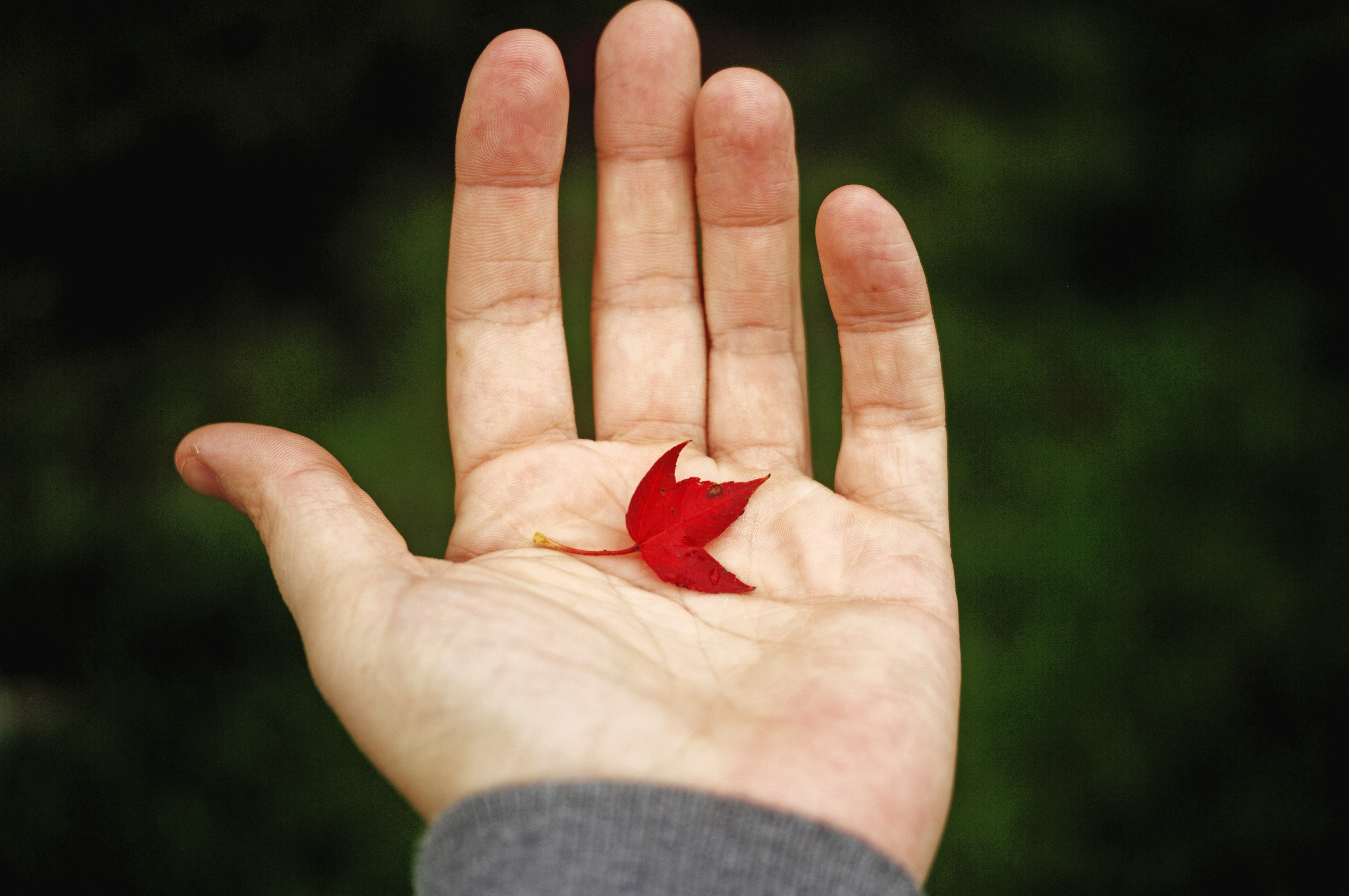 a small red maple leaf rests on a mans palm, _red maple leaf palm 4k, HD Wallpaper