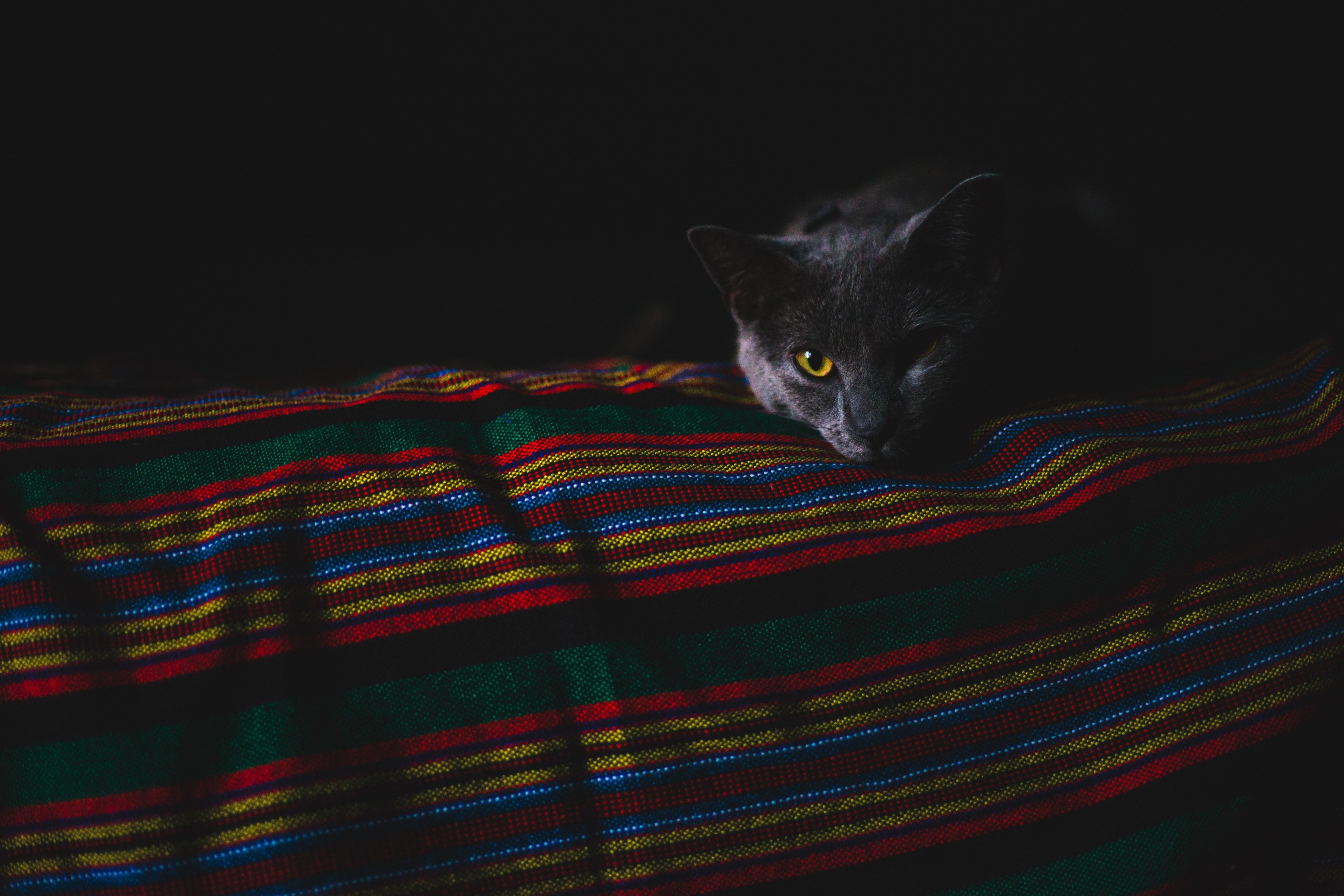 a blue russian cat lying on a colorful blanket, cat nap 4k, HD Wallpaper