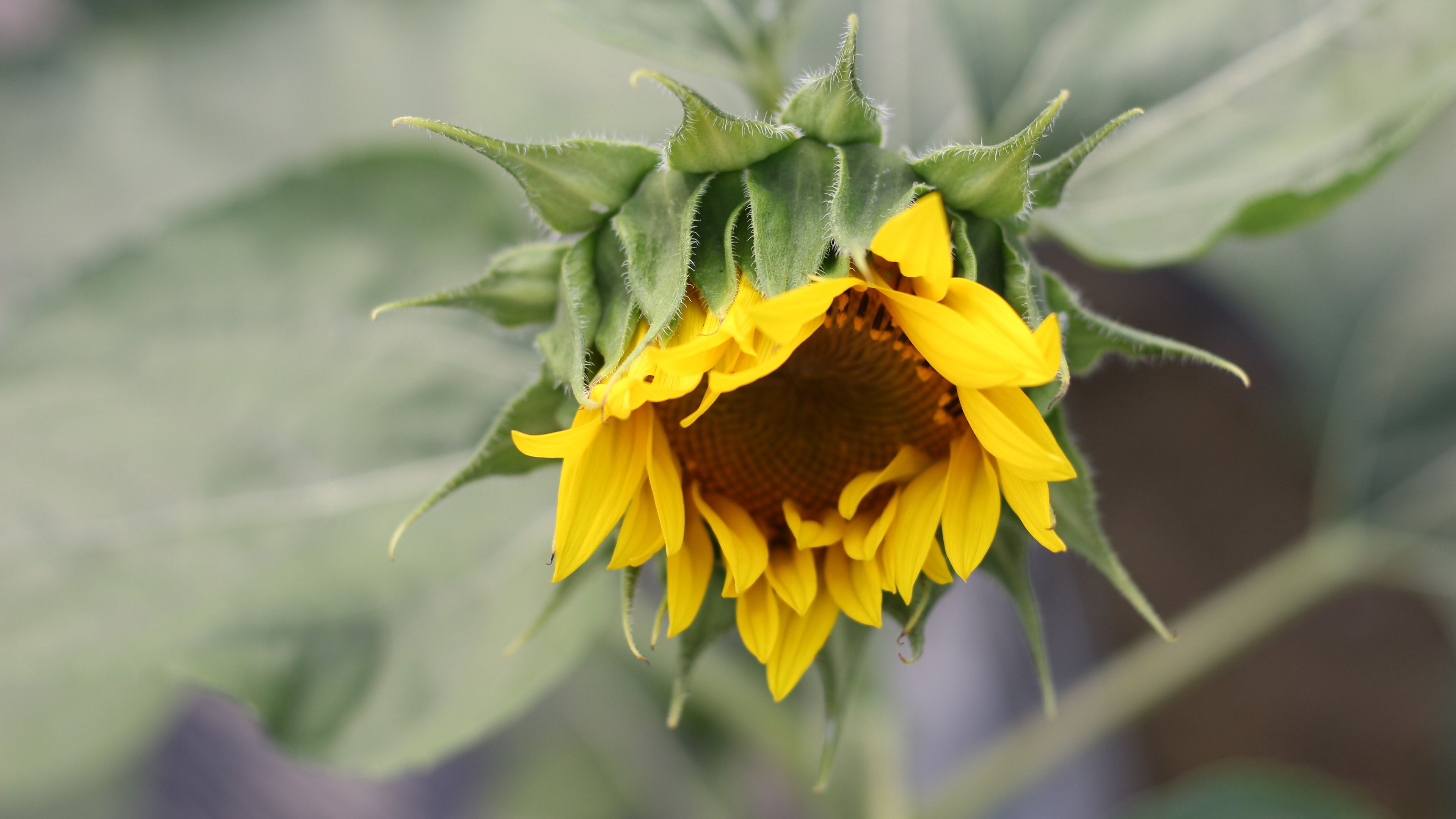 sunflower, petals, bud, blur, 4k, HD Wallpaper