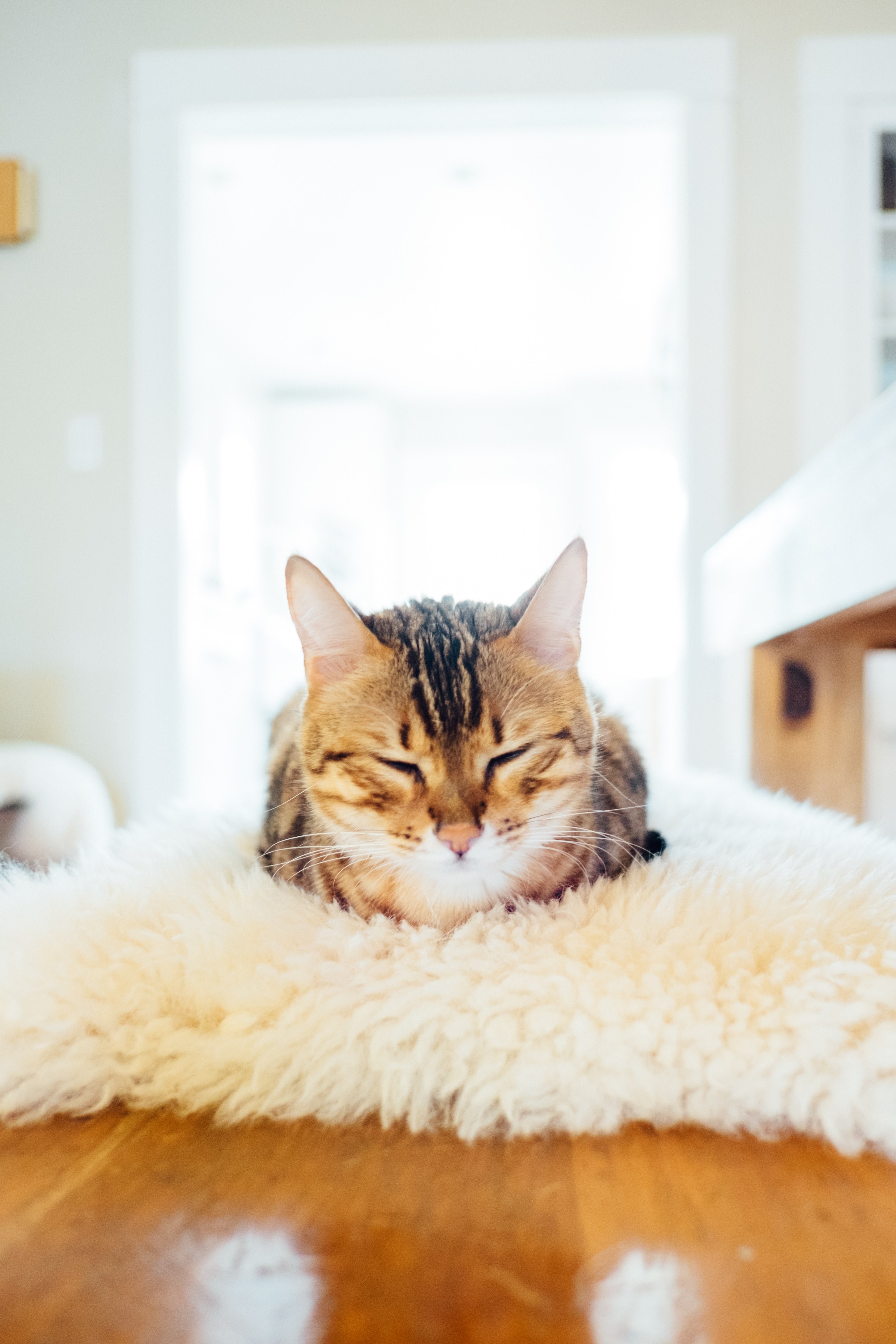 a cat lying down on a rug sleeping, _cat sleeping rug 4k, Phone HD Wallpaper