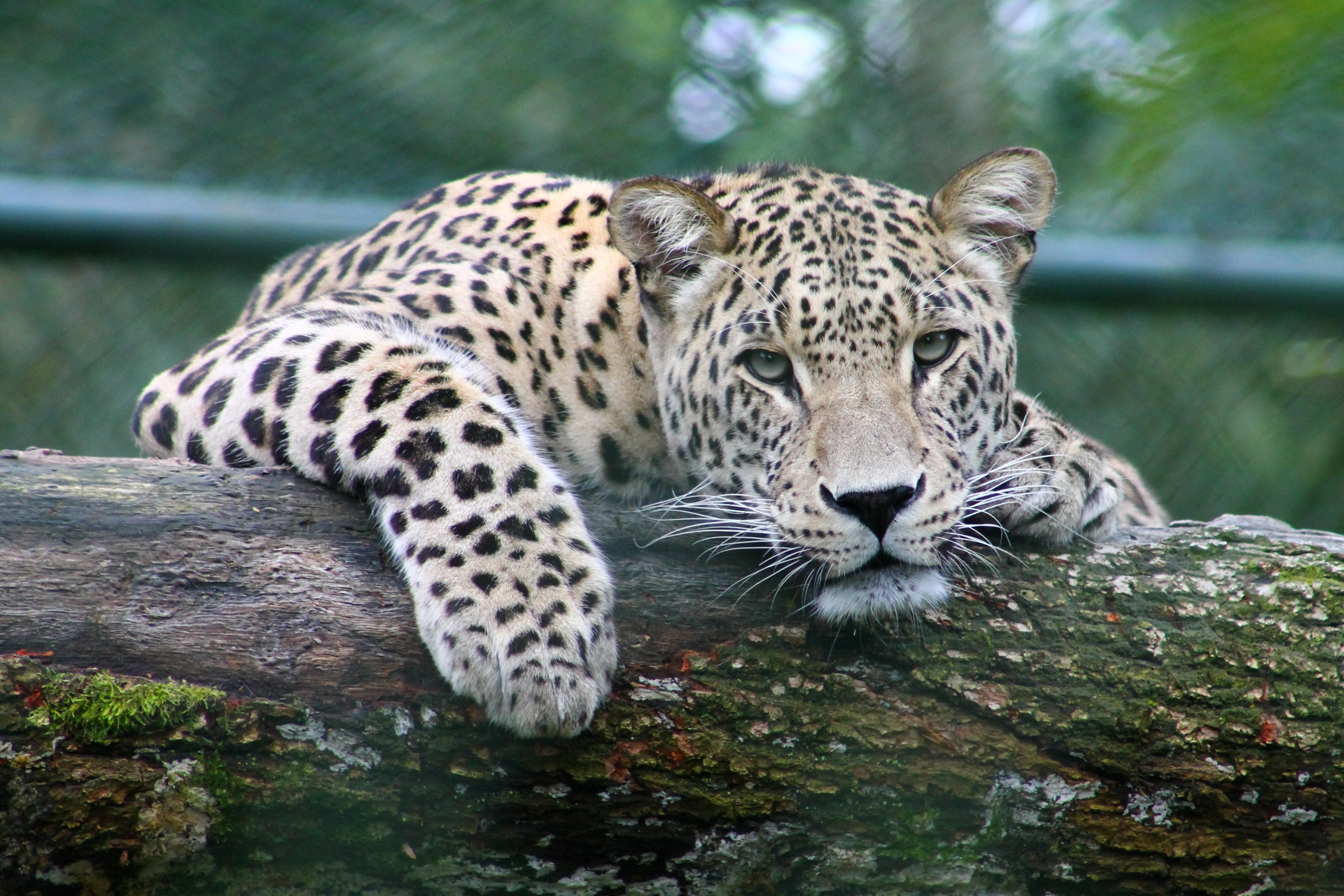 a leopard dangling its arms over a log, peeking leopard 4k, HD Wallpaper