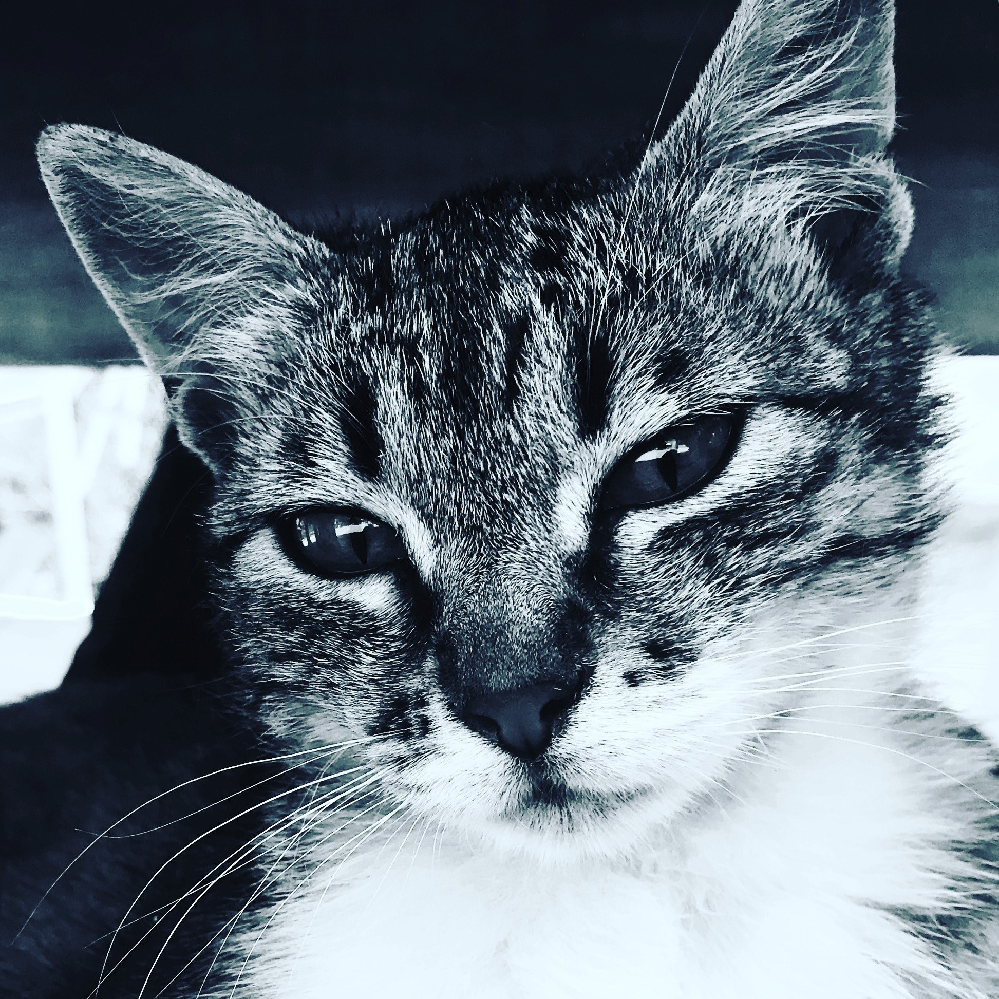 cat eye whisker and pet 4k, HD Wallpaper