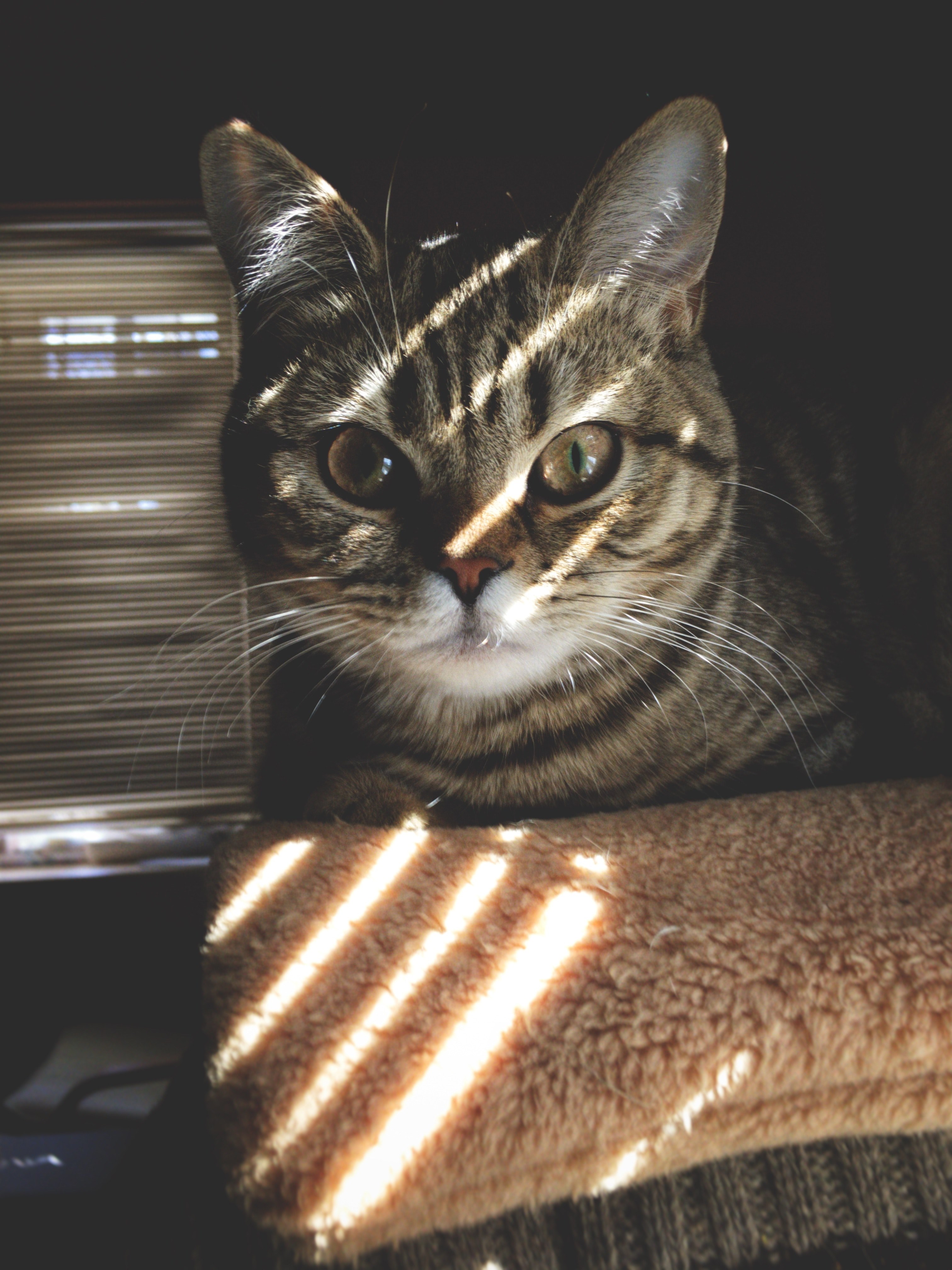 a tabby cat hiding from the sun in a shaded corner of the house, camouflage 4k, Phone HD Wallpaper