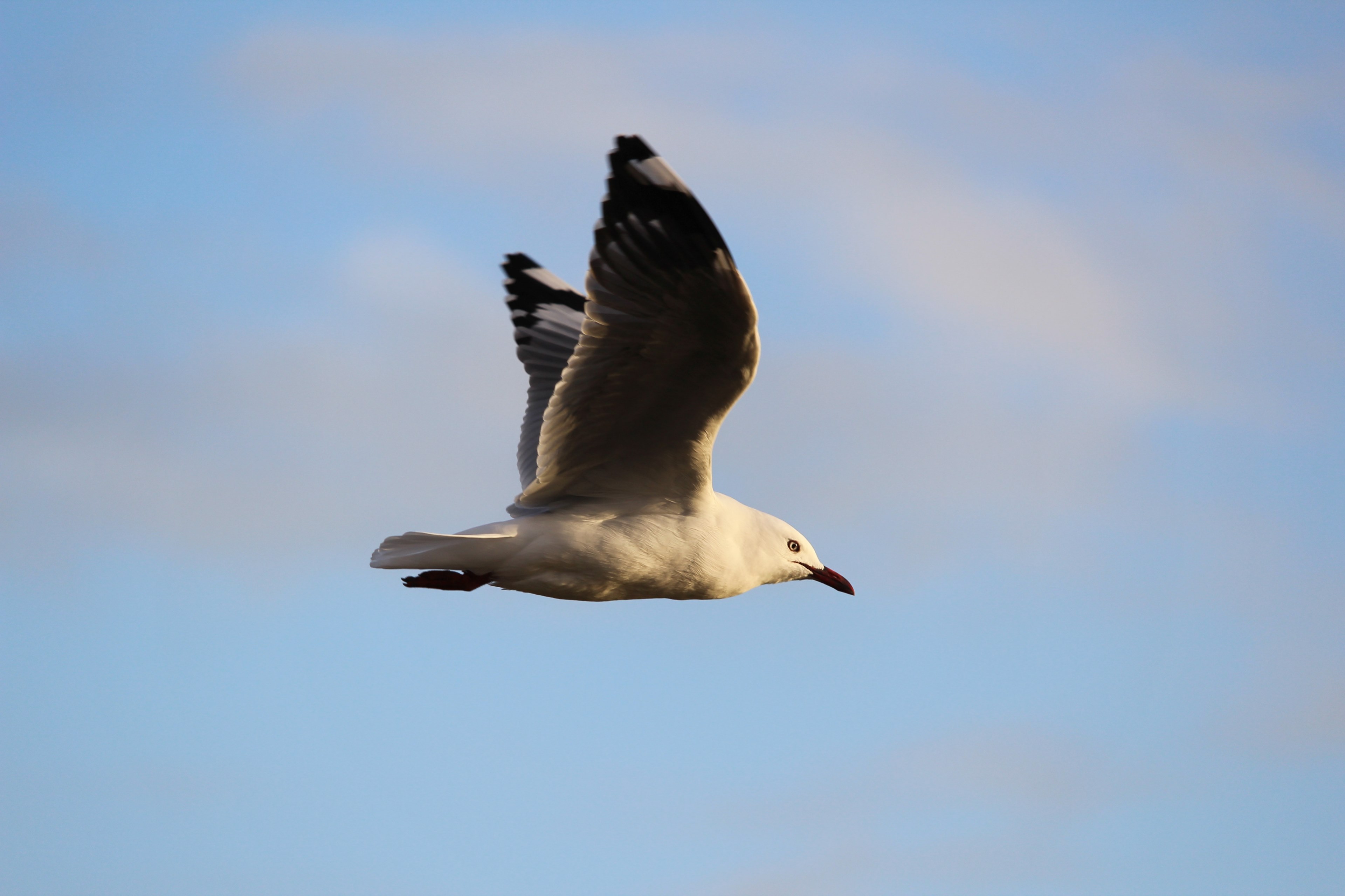 seagull in mid flight at piha beach, seagull in mid flight 4k, HD Wallpaper