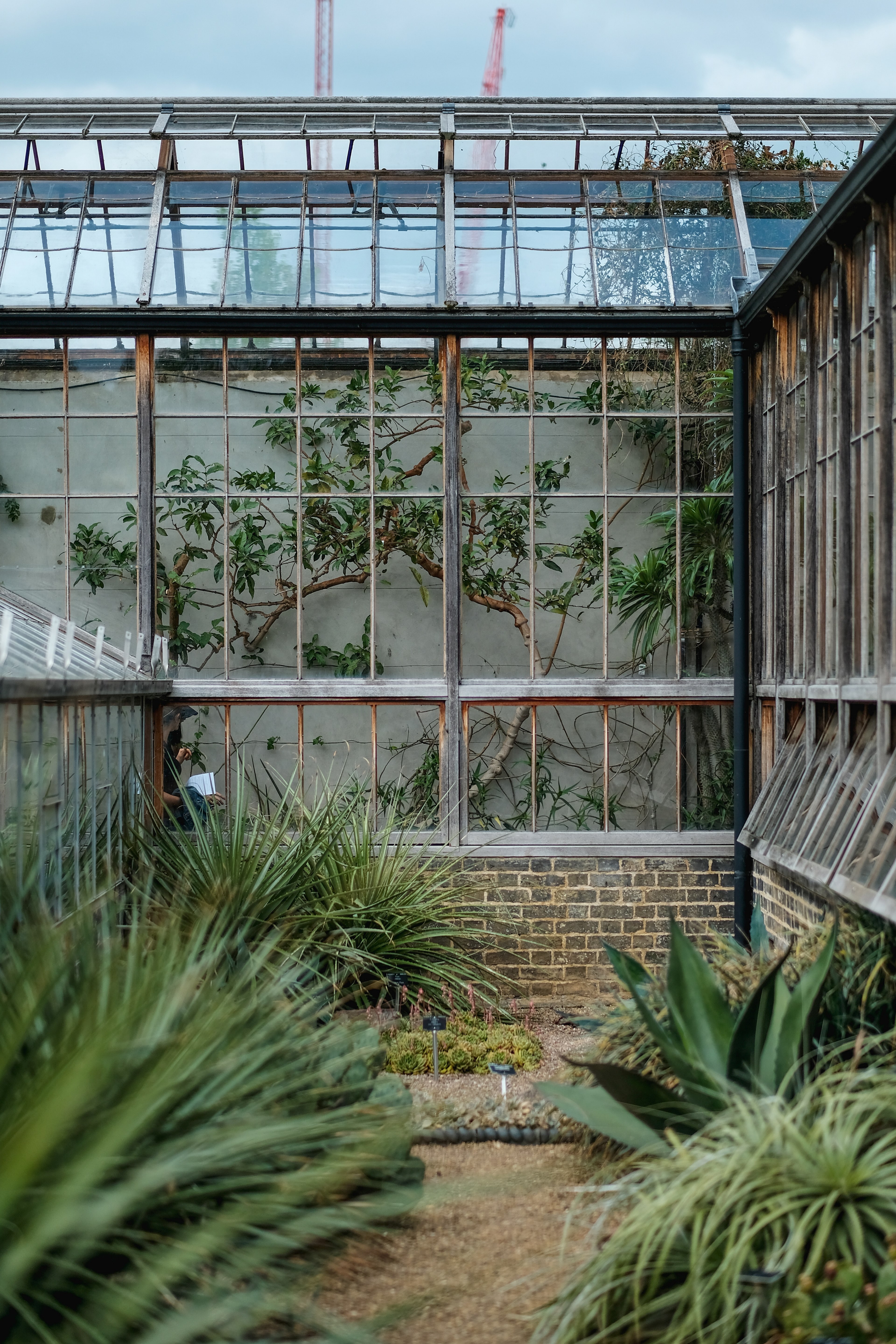 outdoor plants and greenhouse windows at cambridge botanic garden hills road entrance during daytime, plants and greenhouse window 4k, Phone HD Wallpaper