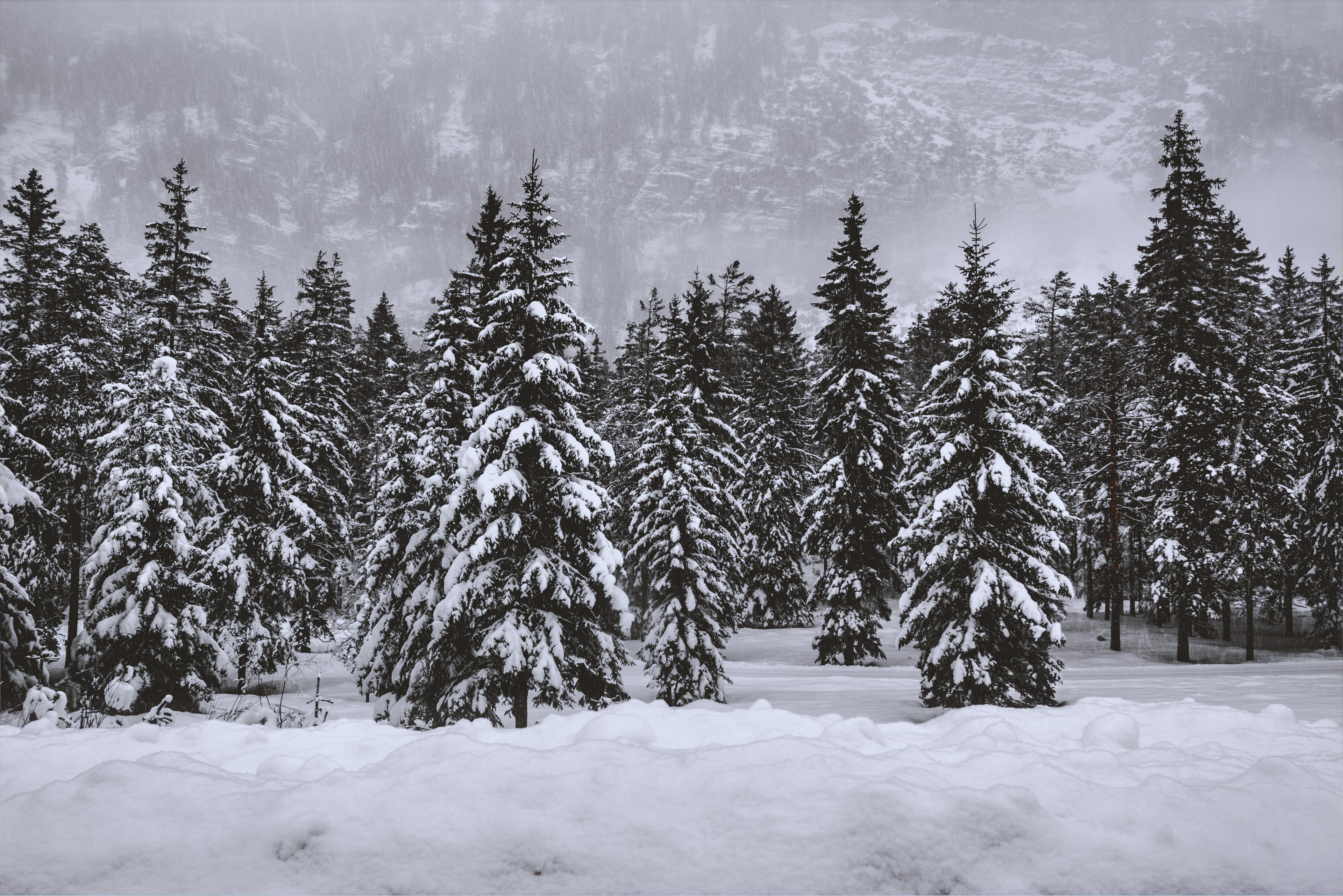 tree woodland forest and snow 4k, HD Wallpaper