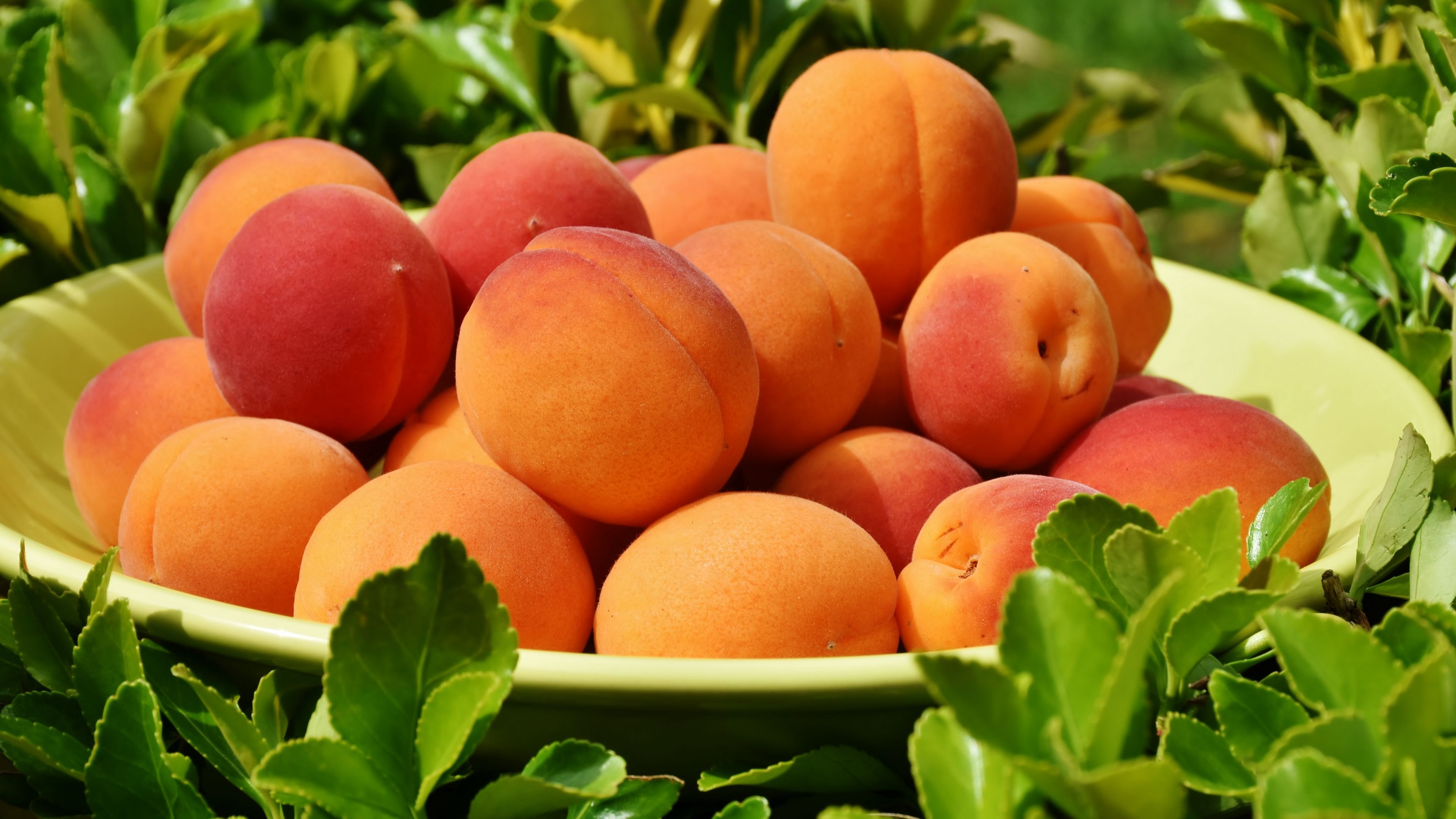 apricot, fruit, plate, leaves, 4k, HD Wallpaper