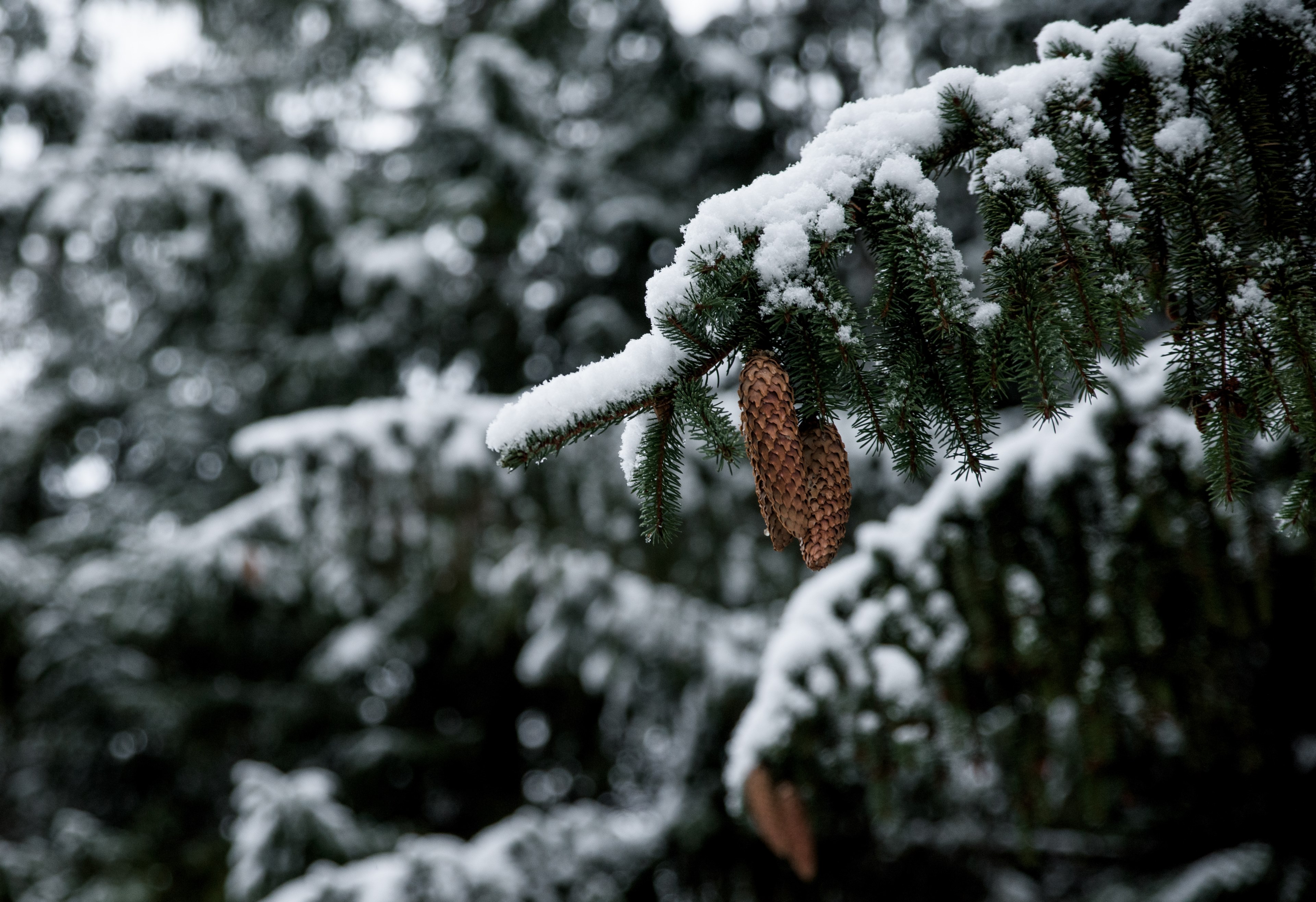 tree woodland forest and snow 4k, HD Wallpaper