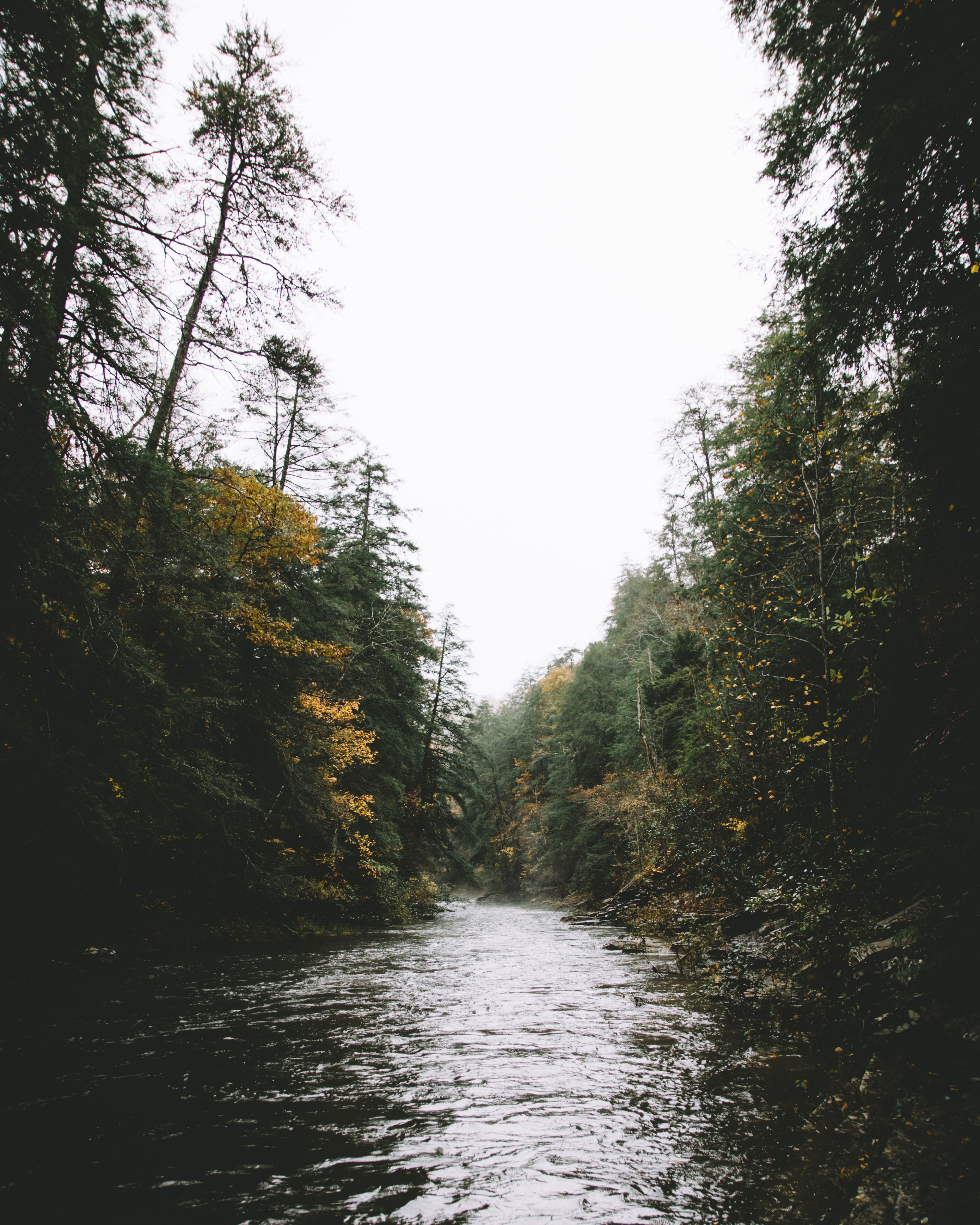 tree forest woodland and river hd, 4k, Phone HD Wallpaper