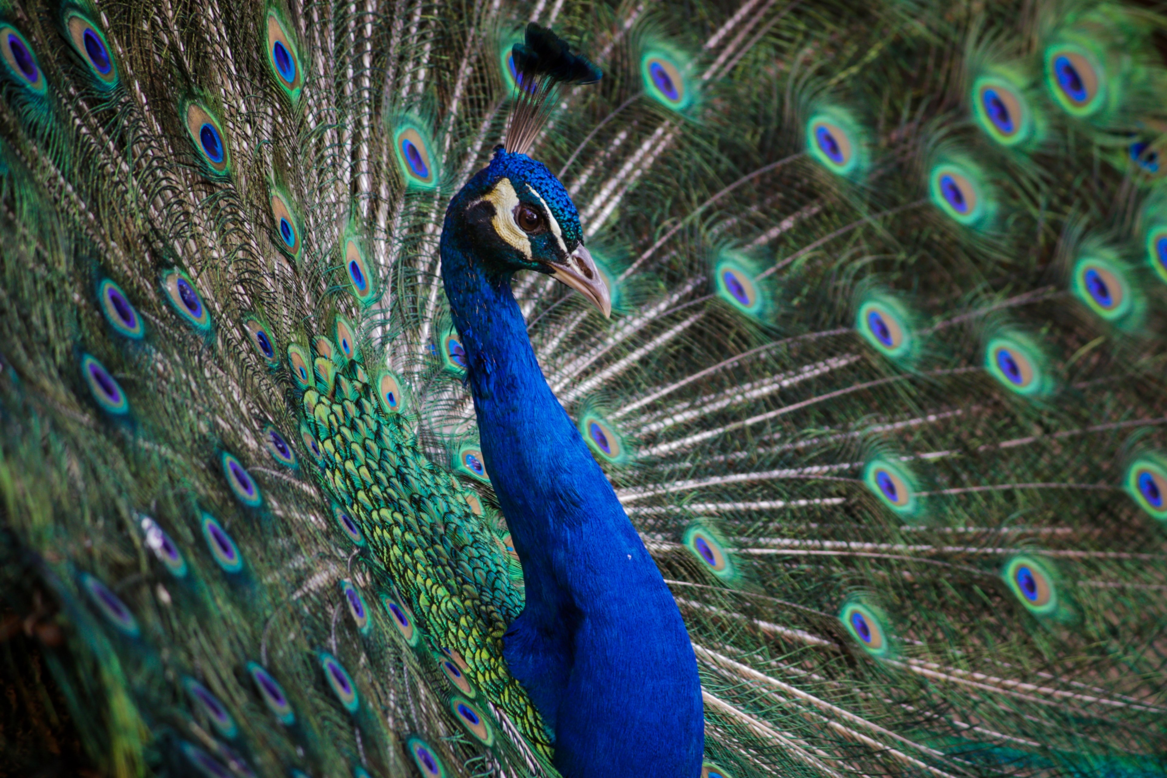 colorful peacock with a blue head and vibrant feathers proudly displays its plumage, peacock feathers 4k, HD Wallpaper