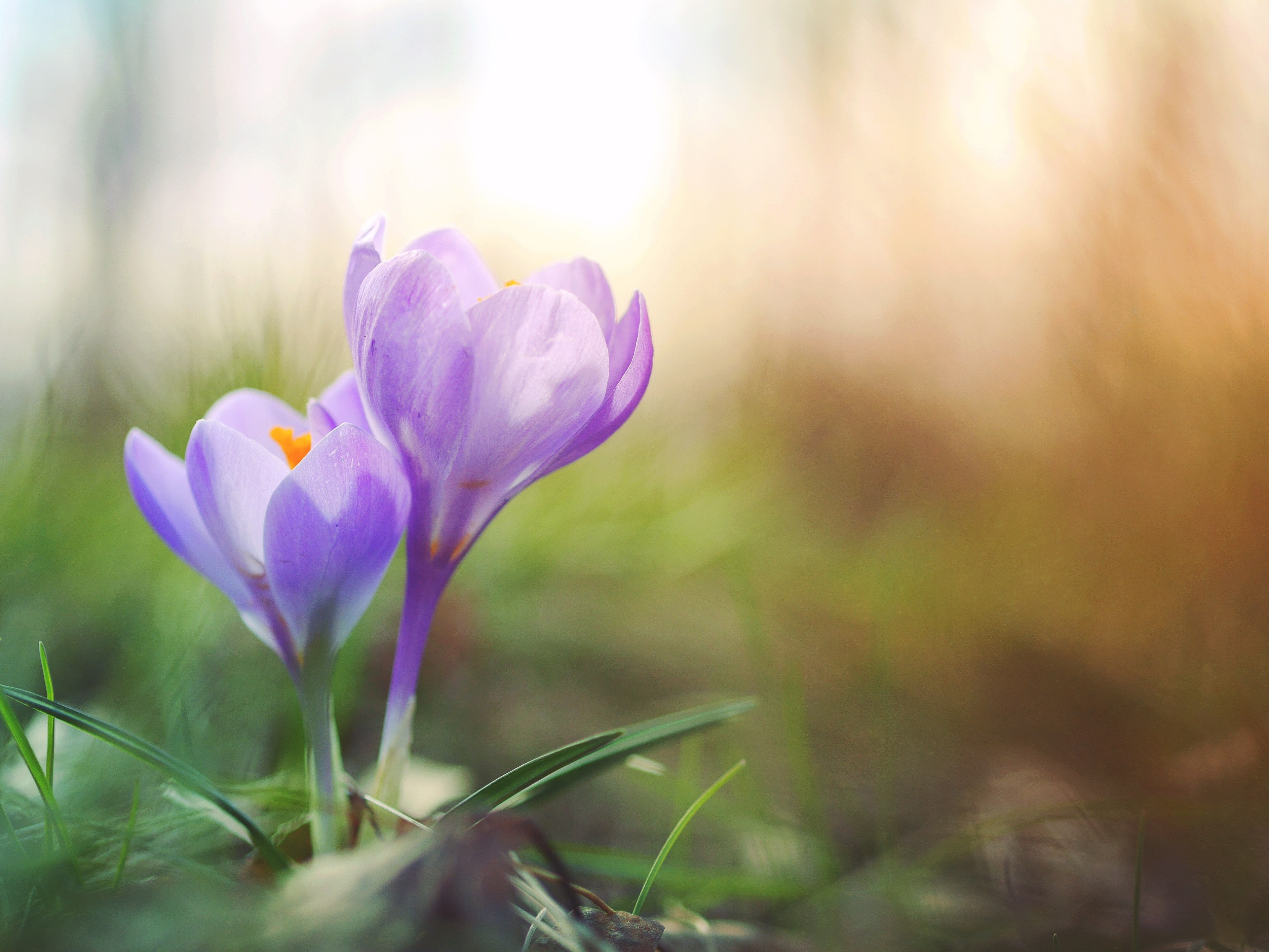 macro of two purple crocus flowers in bloom in spring, crocus pair bloom 4k, HD Wallpaper
