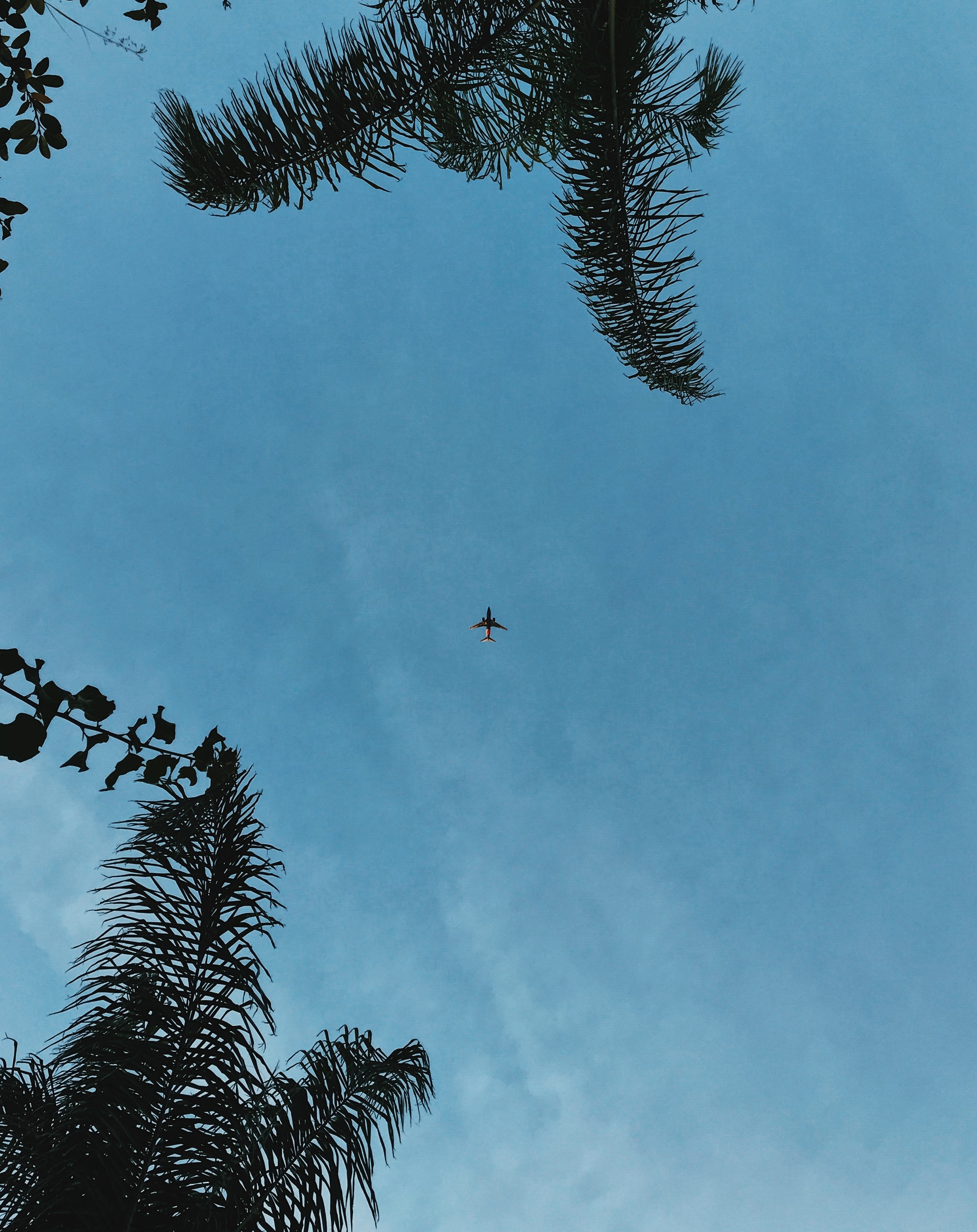 airplane sky palm tree and green hd, 4k, Phone HD Wallpaper
