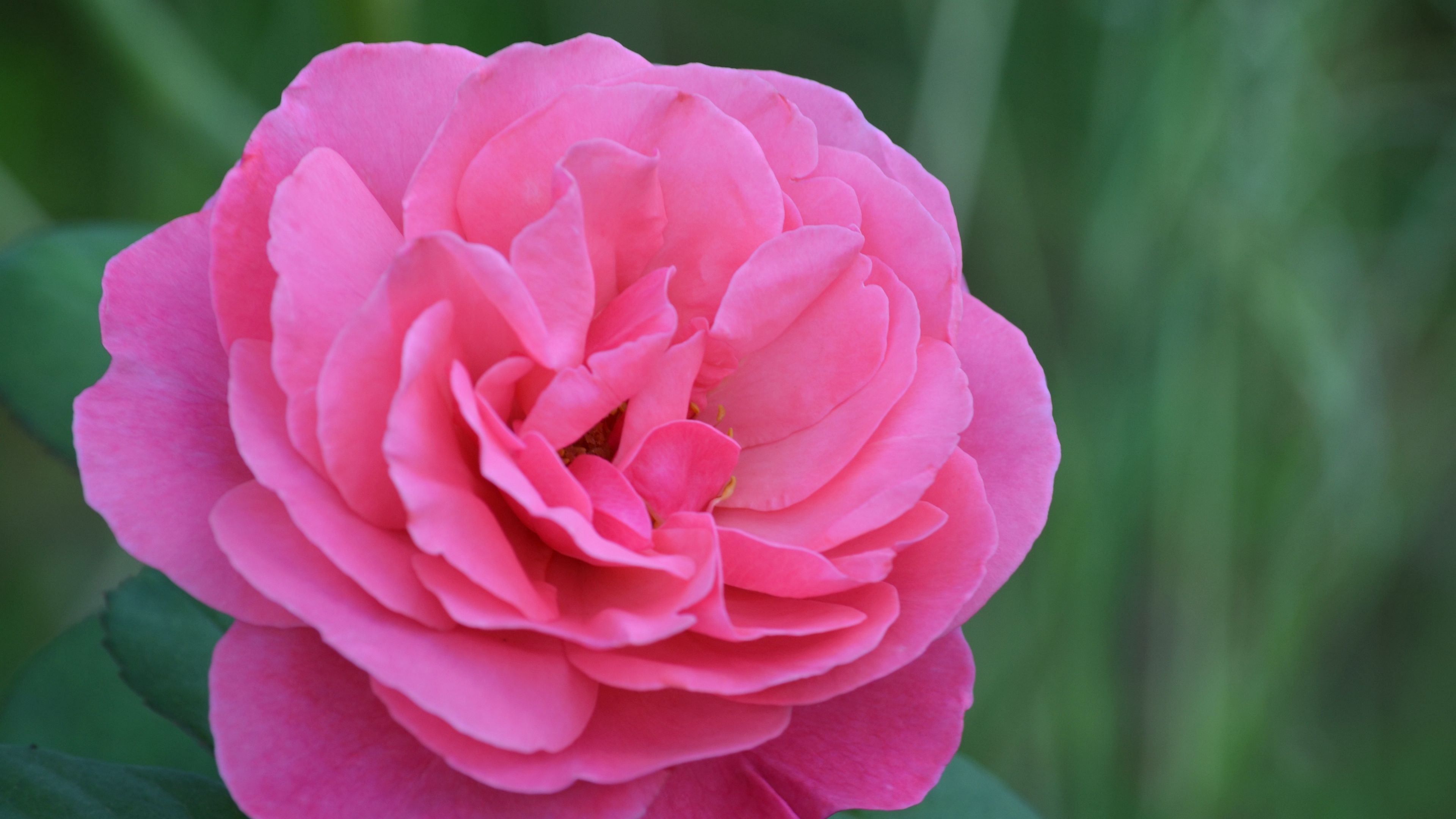 rose, bud, pink, petals, 4k, HD Wallpaper