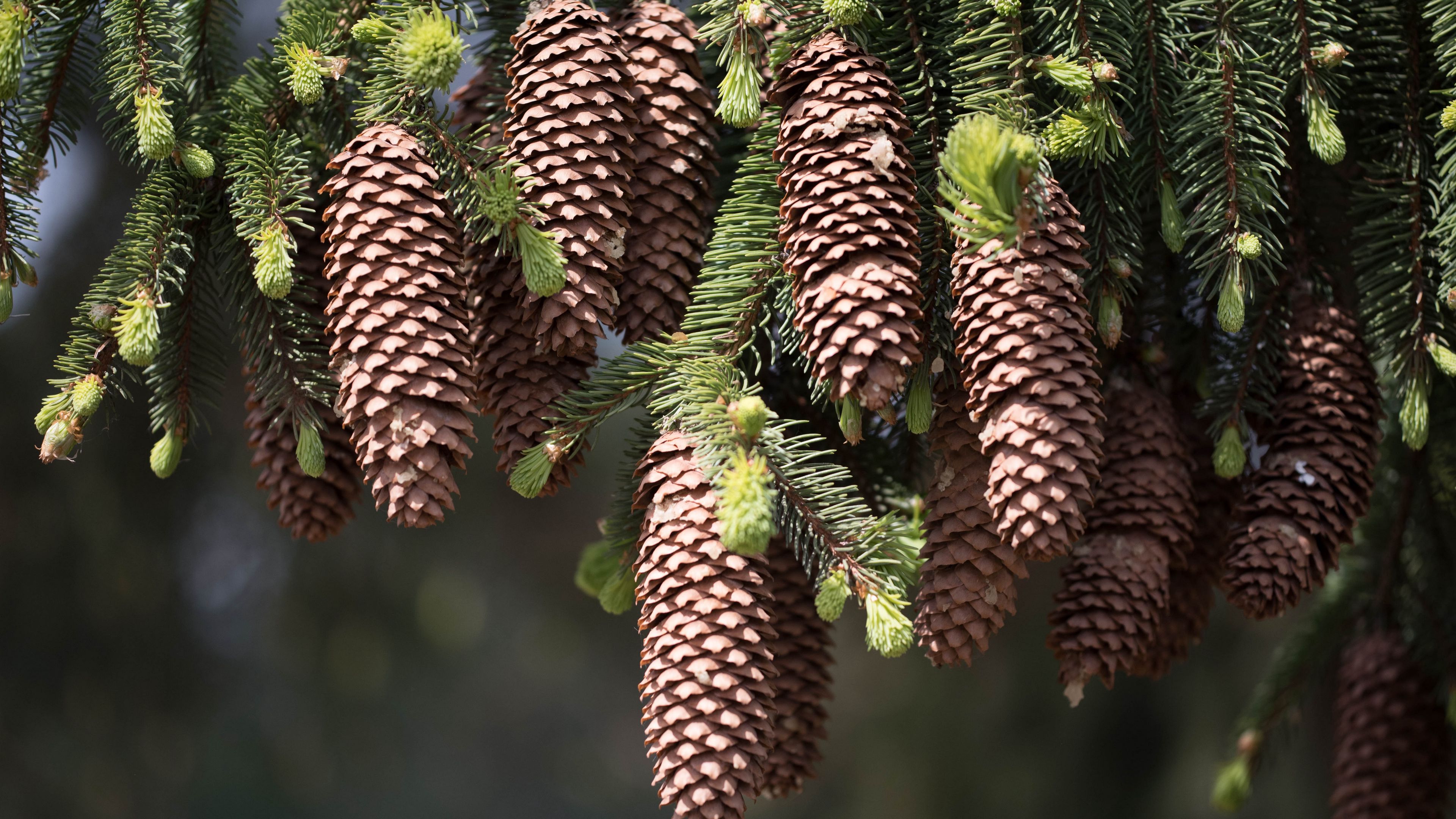 cones, fir, pine needles, thorns, twigs, 4k, HD Wallpaper