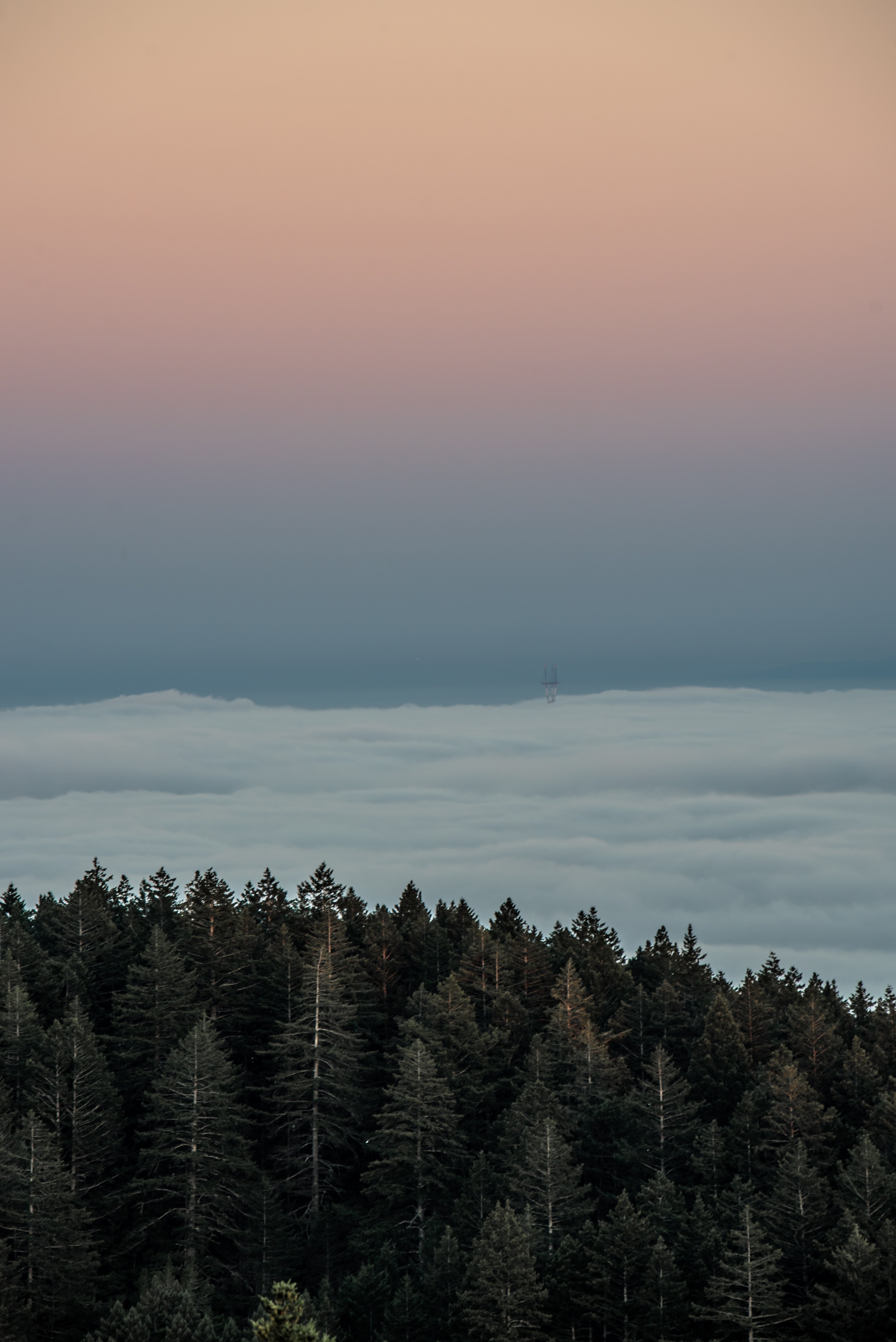 ocean waves past a forest viewed from a drone, _low fog over the city 4k, Phone HD Wallpaper