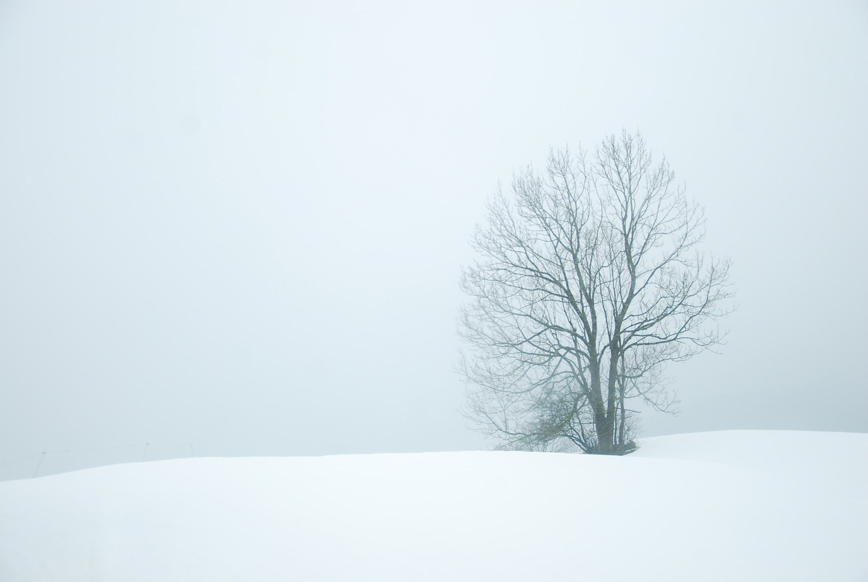 a tree in the snow on a foggy white winter day, tree in fog and snow 4k, HD Wallpaper