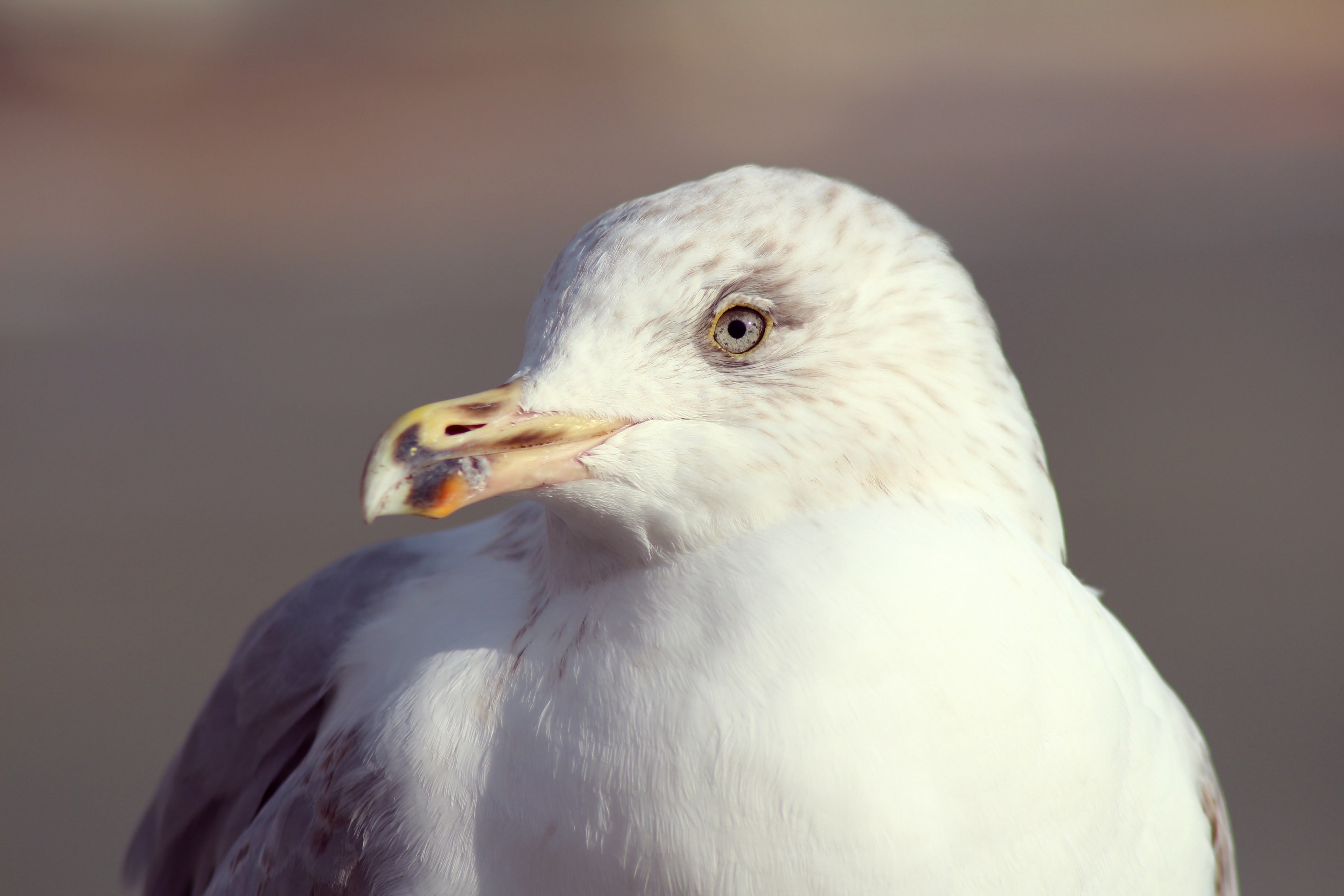 seagull gull bird and animal 4k, HD Wallpaper