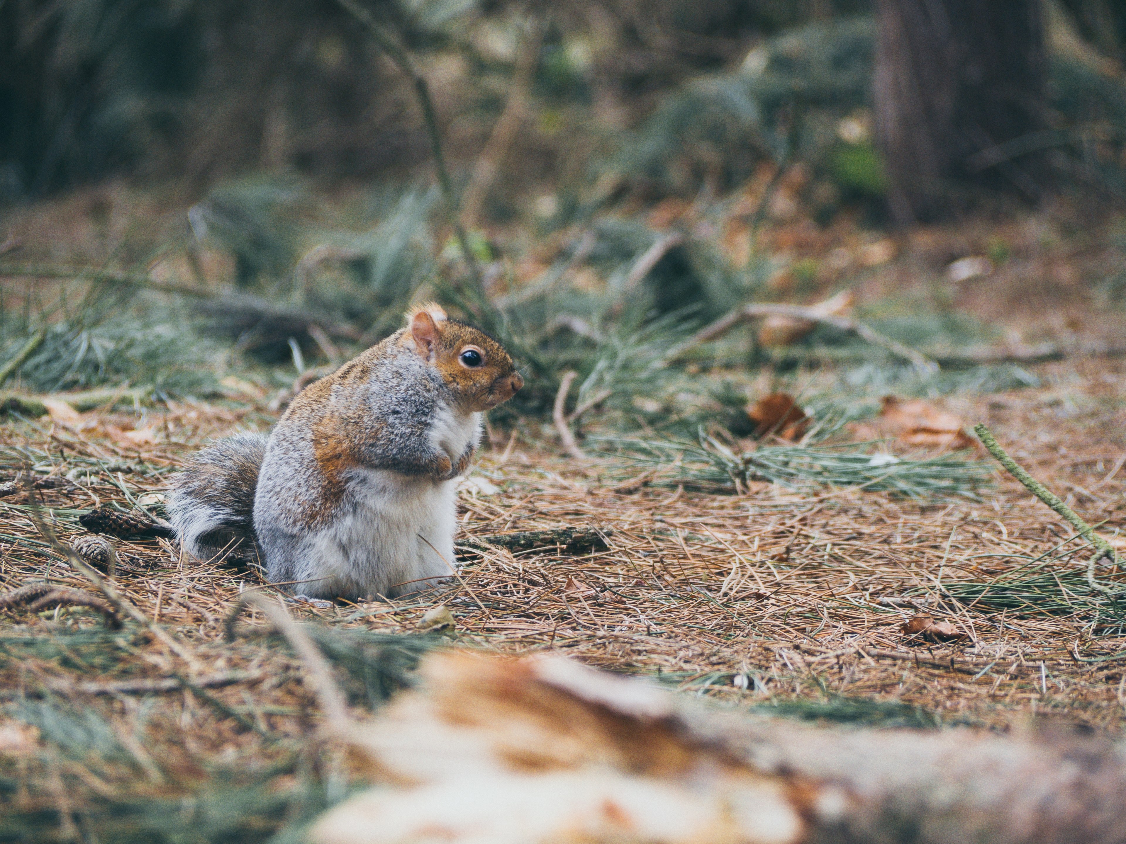 squirrel holding its hands in a forest floor, squirrel in forest 4k, HD Wallpaper