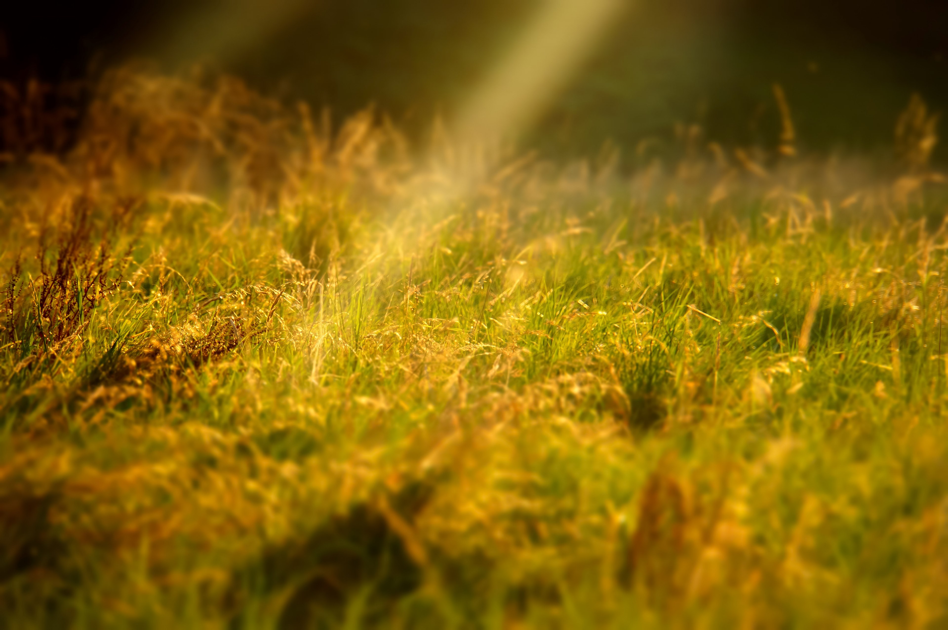 sun beams glow yellow on a field of grass and flowers, glowing sun beams 4k, HD Wallpaper