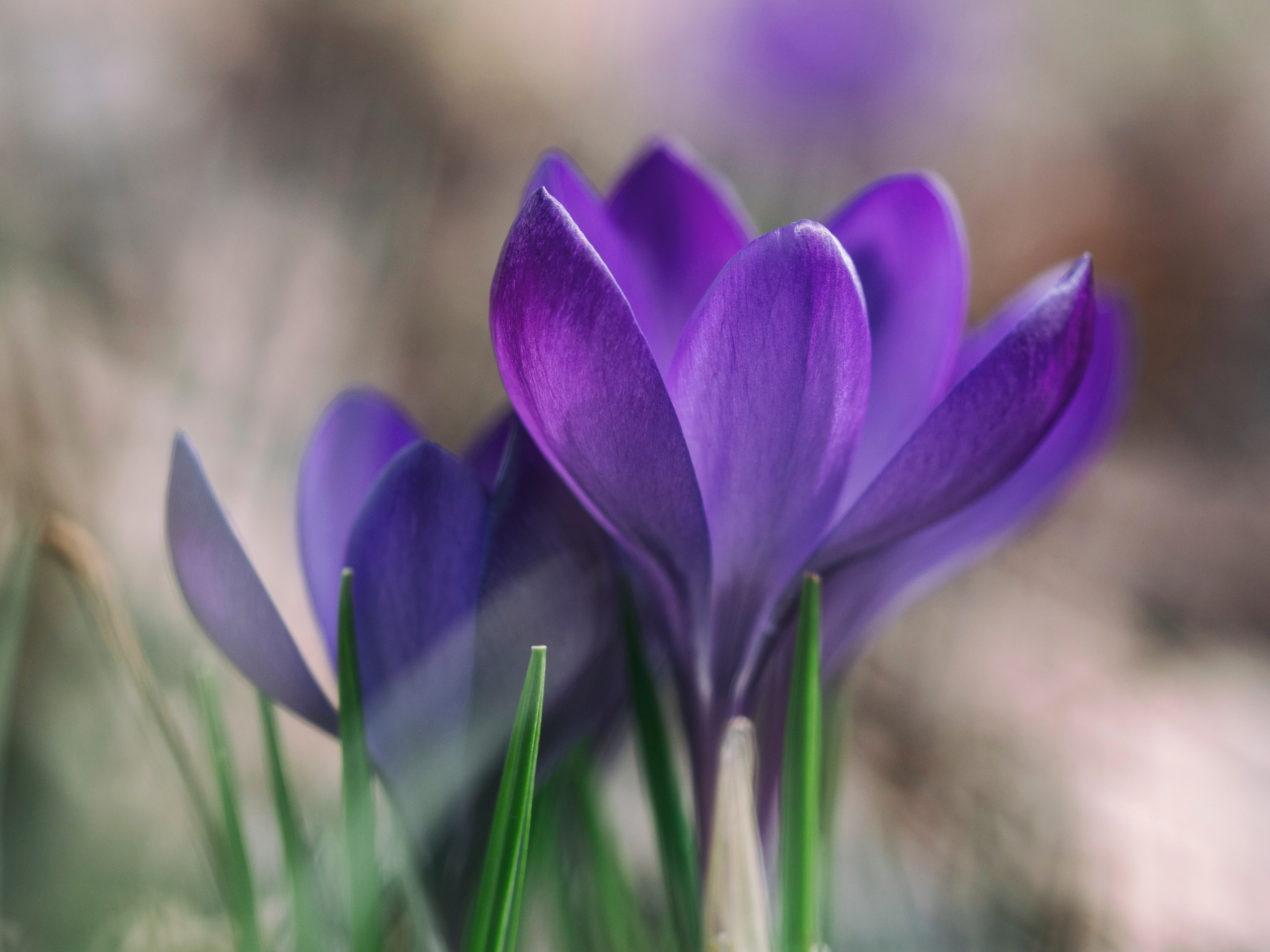 close up of purple crocus flower pair in spring, signs of spring 4k, HD Wallpaper