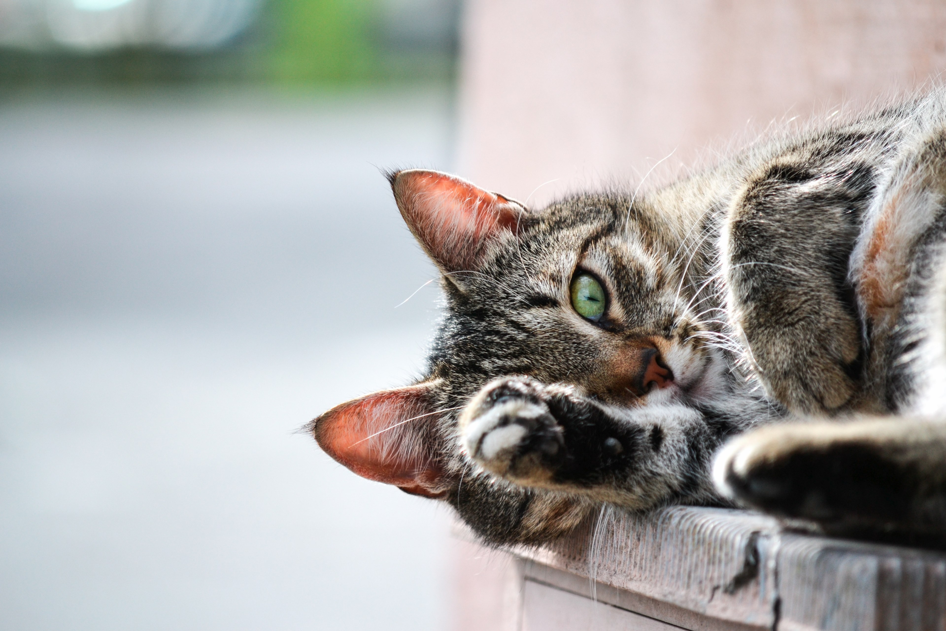 close up of a tabby cat curled up on its side, cat dreams 4k, HD Wallpaper