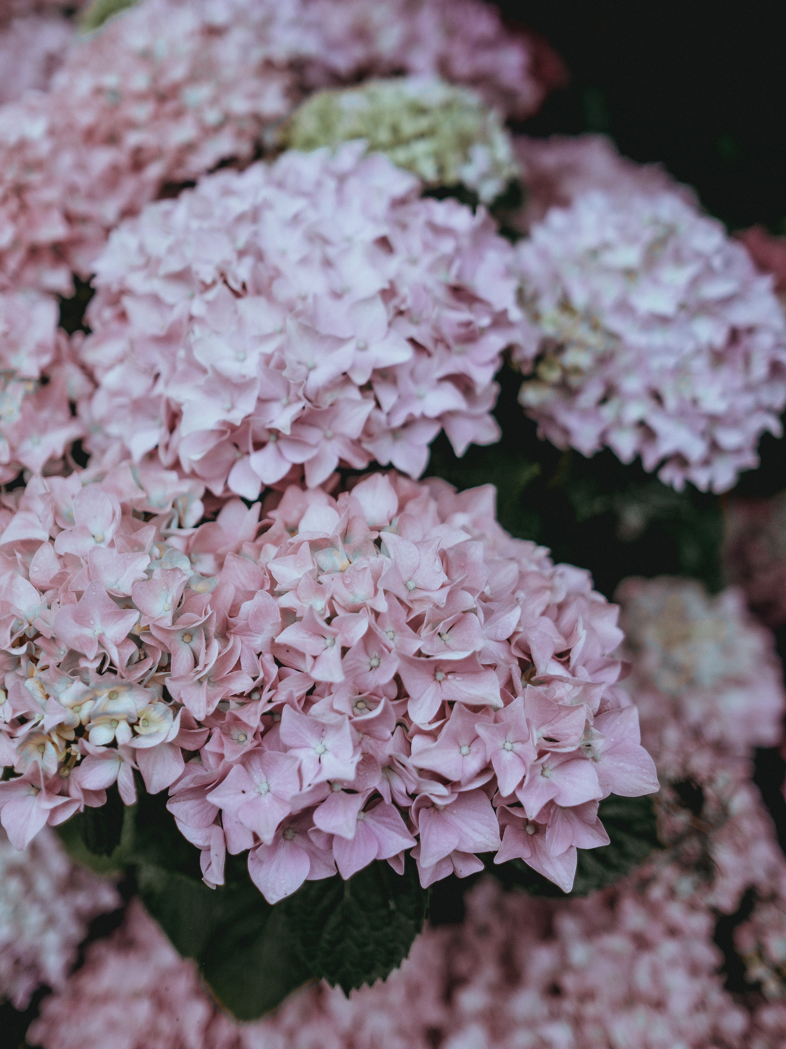 flower floral bloom and blossom hd, 4k, Phone HD Wallpaper