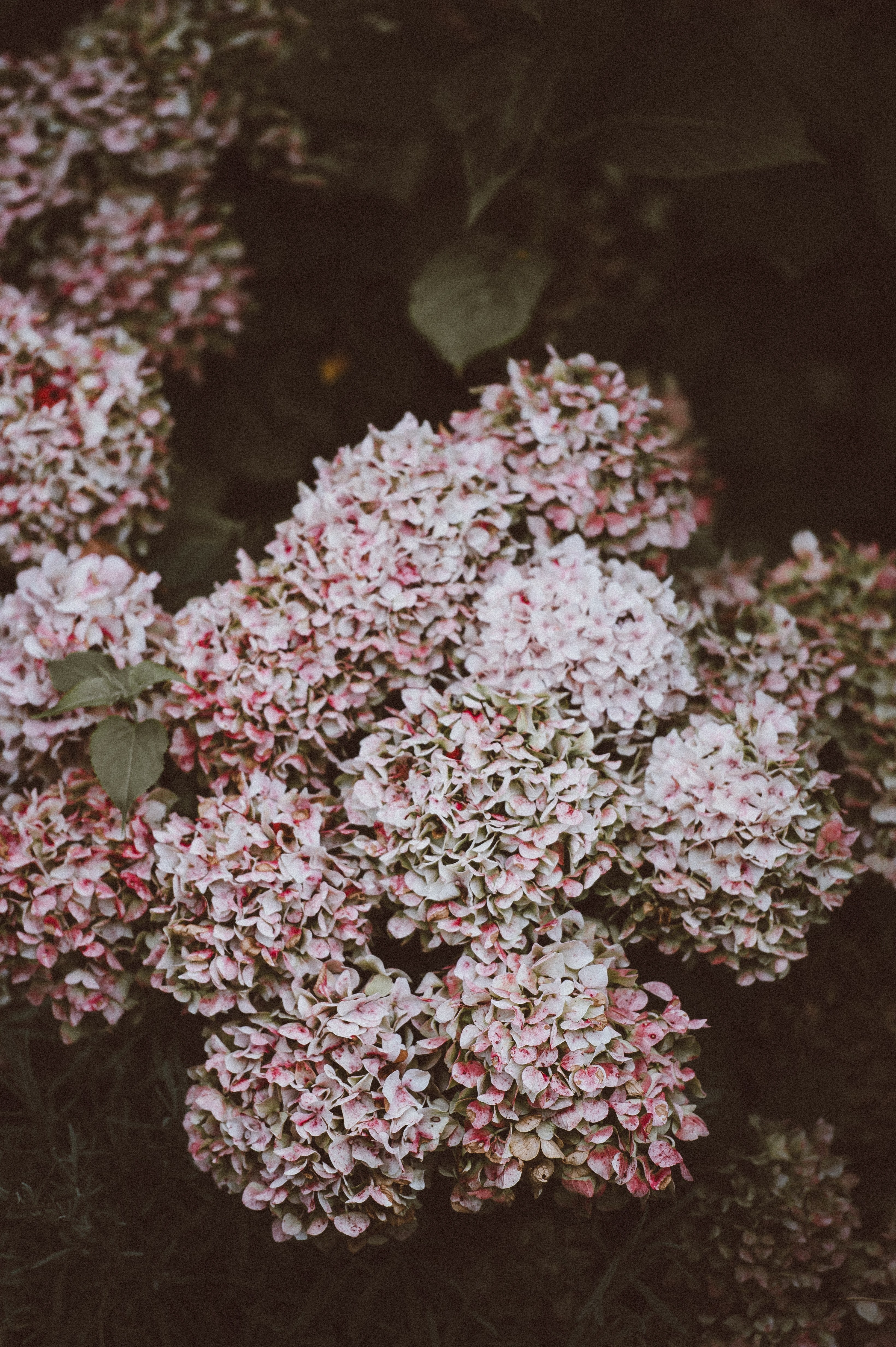 flowers pink faded and natural hd, 4k, Phone HD Wallpaper